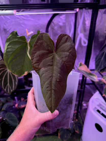 PanaMama 2.0 Prop