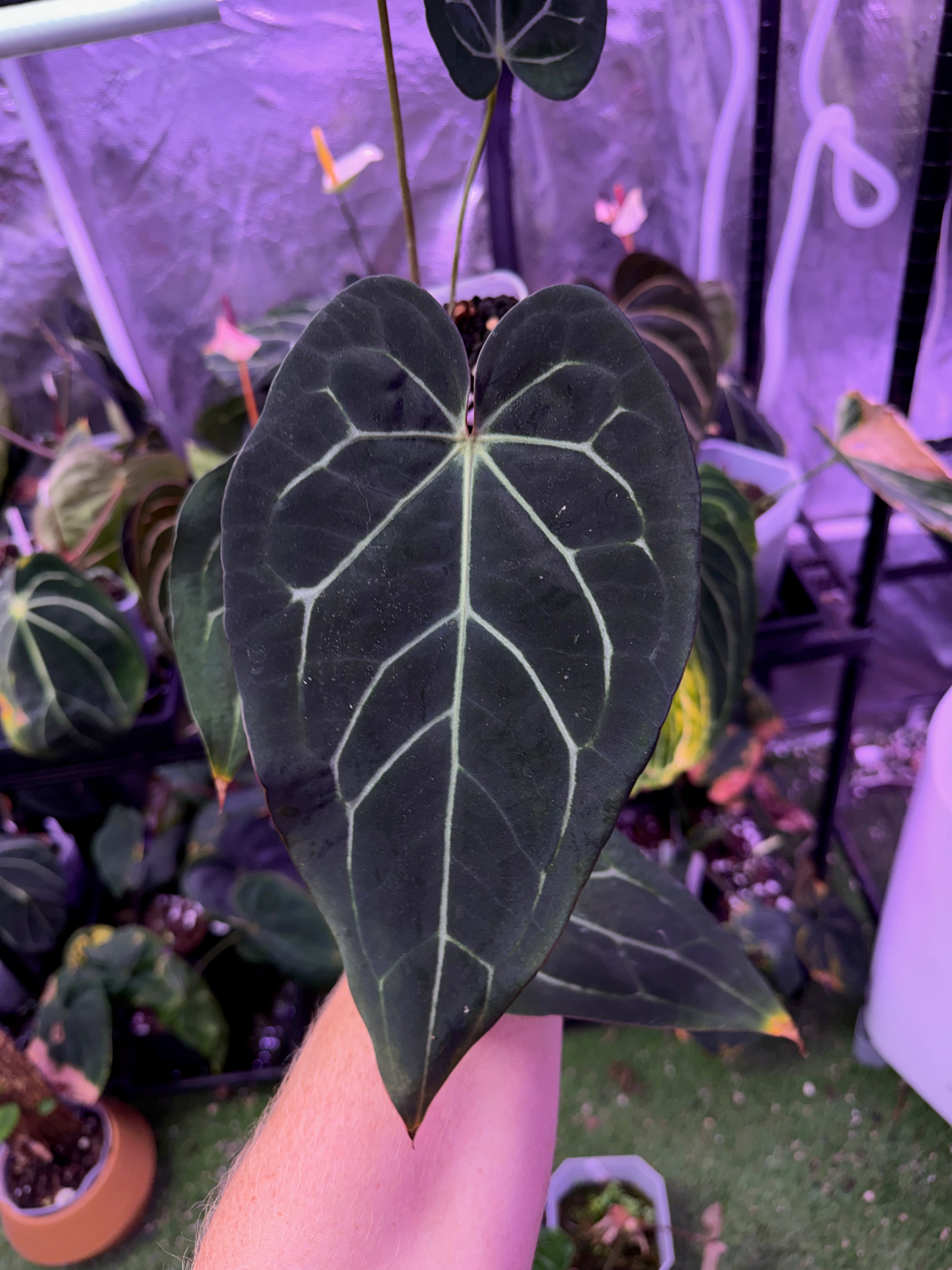 Anthurium carlablackie 'Round xGPH001' X Black Widow x Michelle 02
