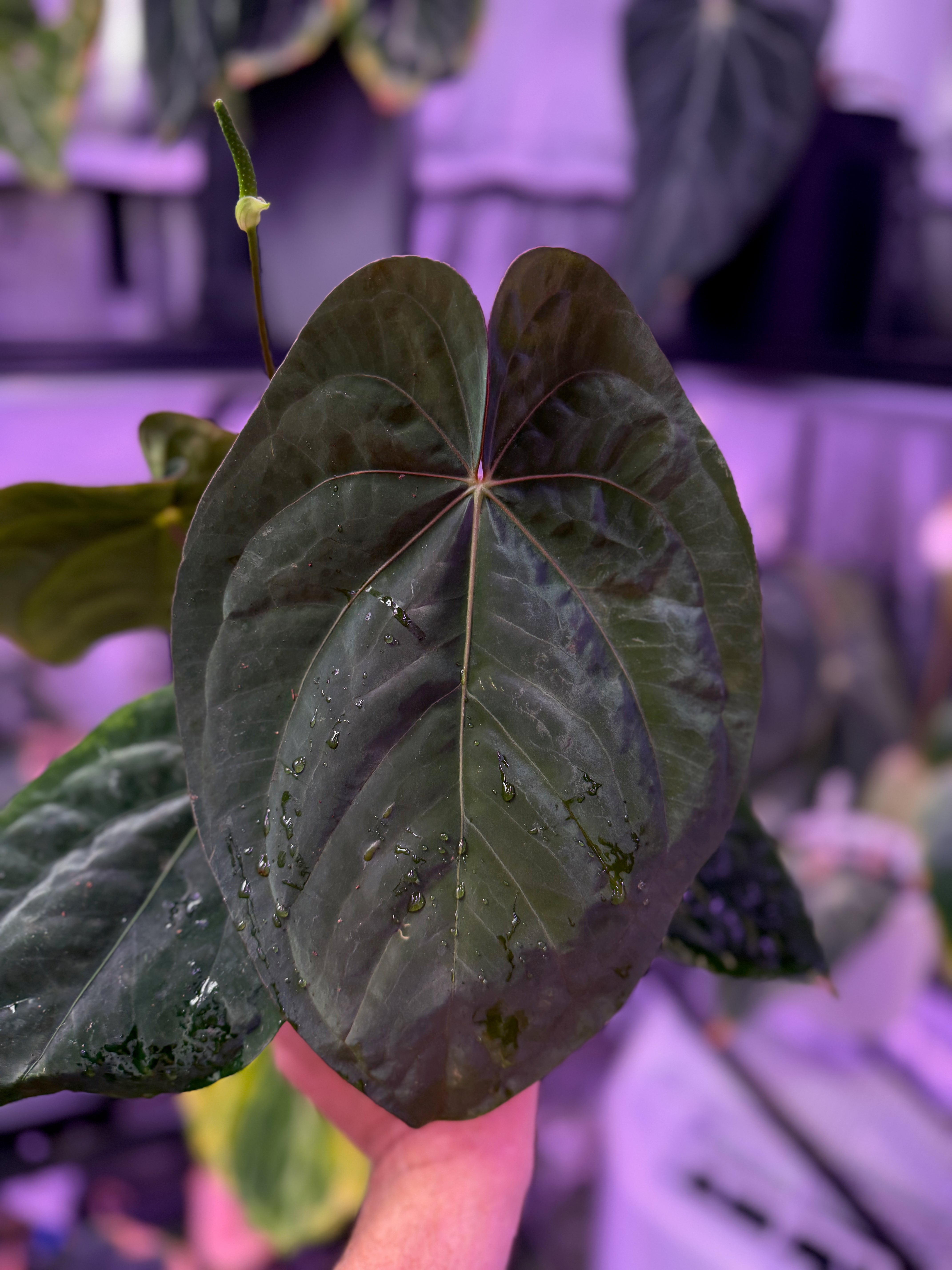 Anthurium papillilaminum RA5 x dressleri F3 Flowering