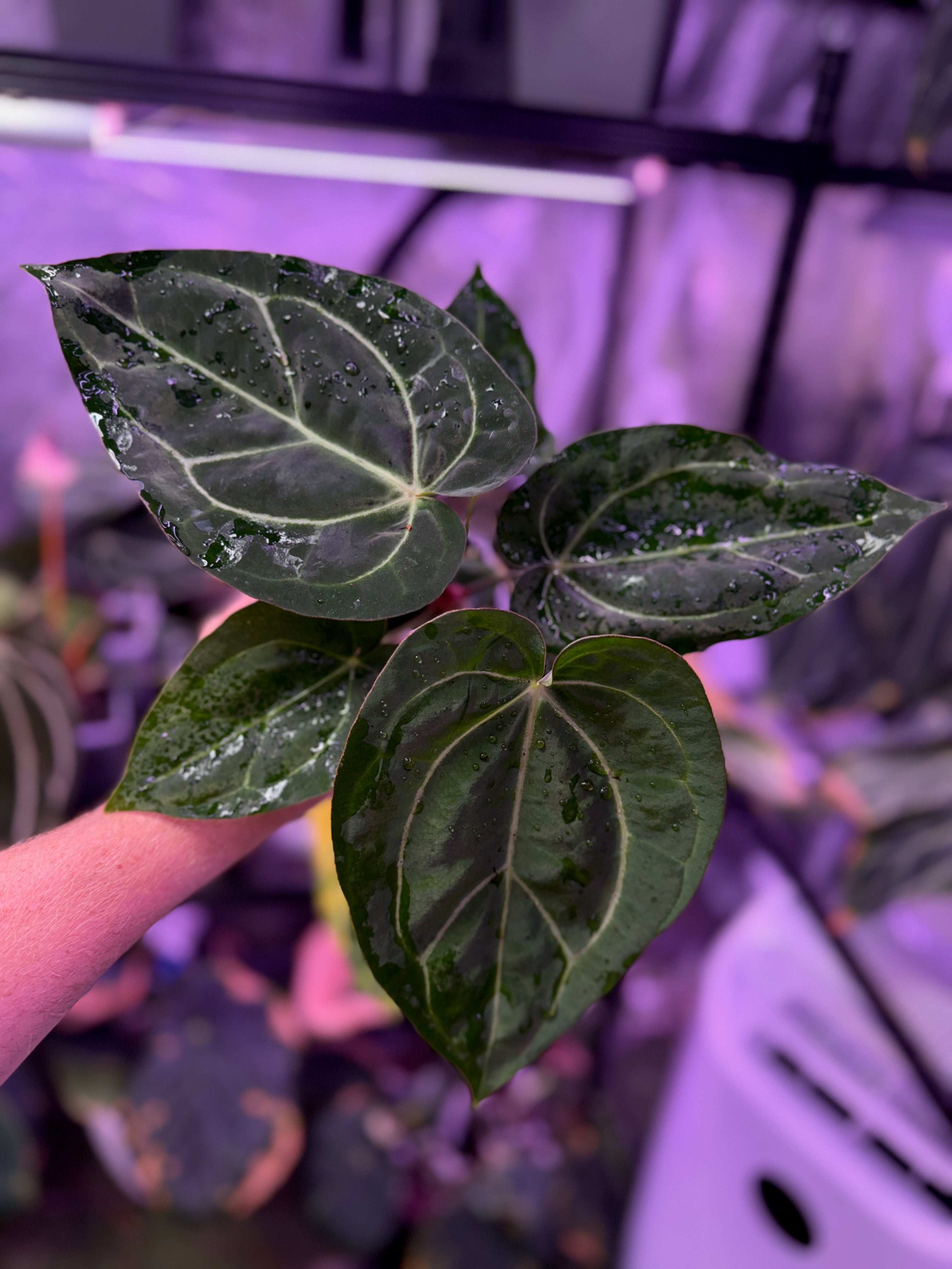 Anthurium ‘Tim Anderson Stripey’ X carlablackiae ‘RA6’ 07