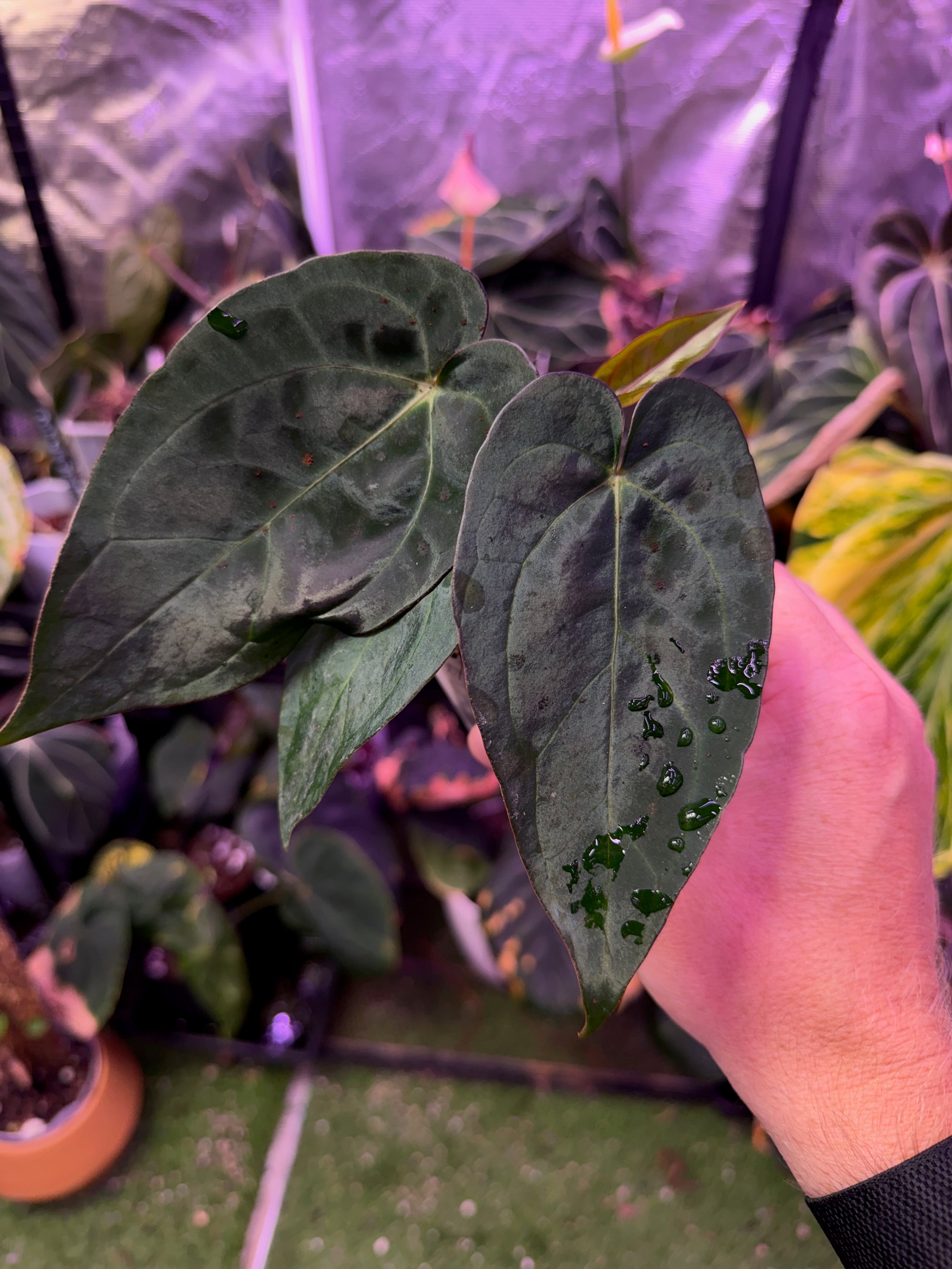 Anthurium “Black Cherry” X carlablackiae RA8 - 03