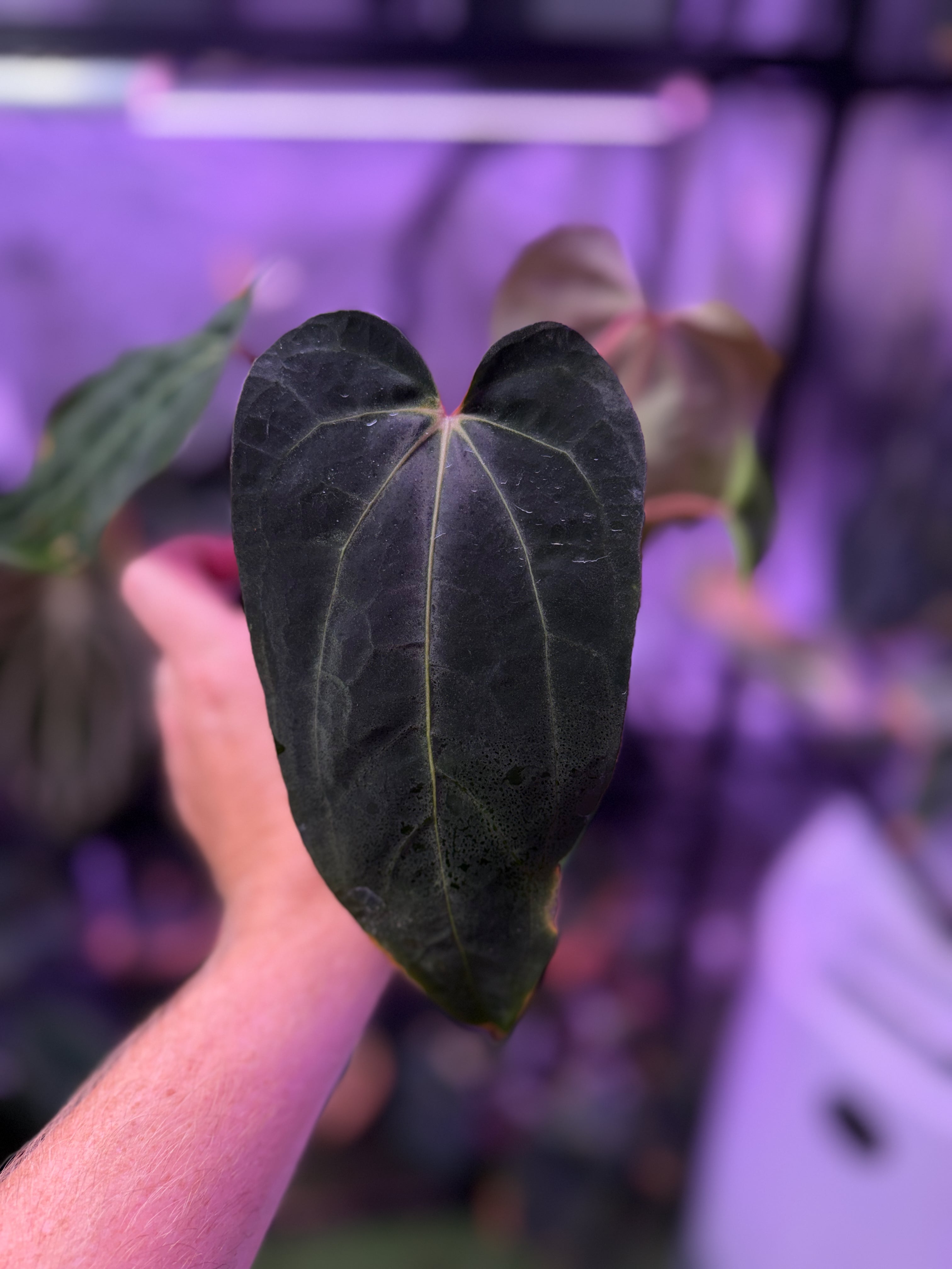 CaRL 2.0 - Anthurium carlablackiae “BUZ1 x RA8” X papillilaminum “Ralph Lyman” 01