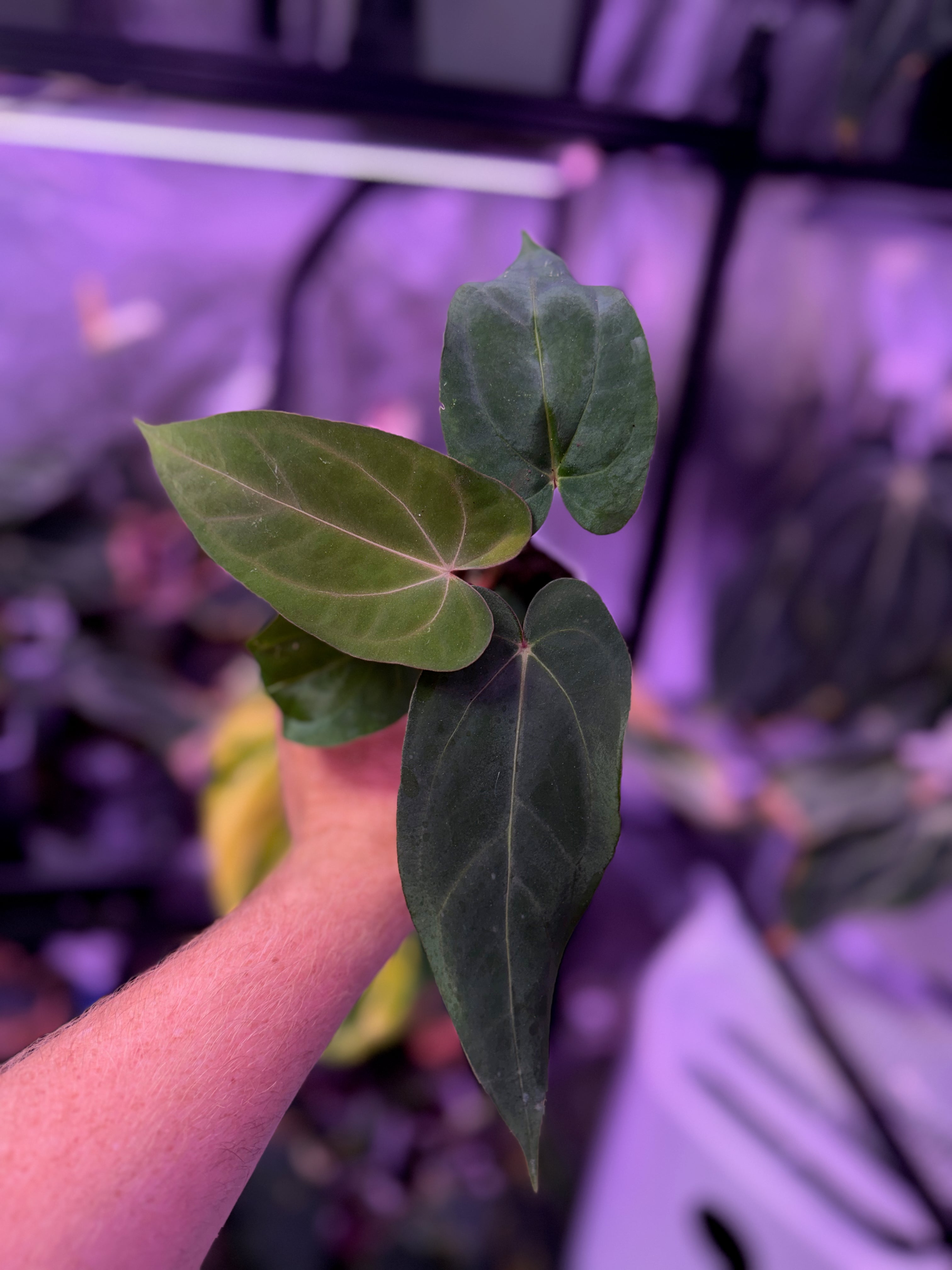 CaRL 2.0 - Anthurium carlablackiae “BUZ1 x RA8” X papillilaminum “Ralph Lyman” 02