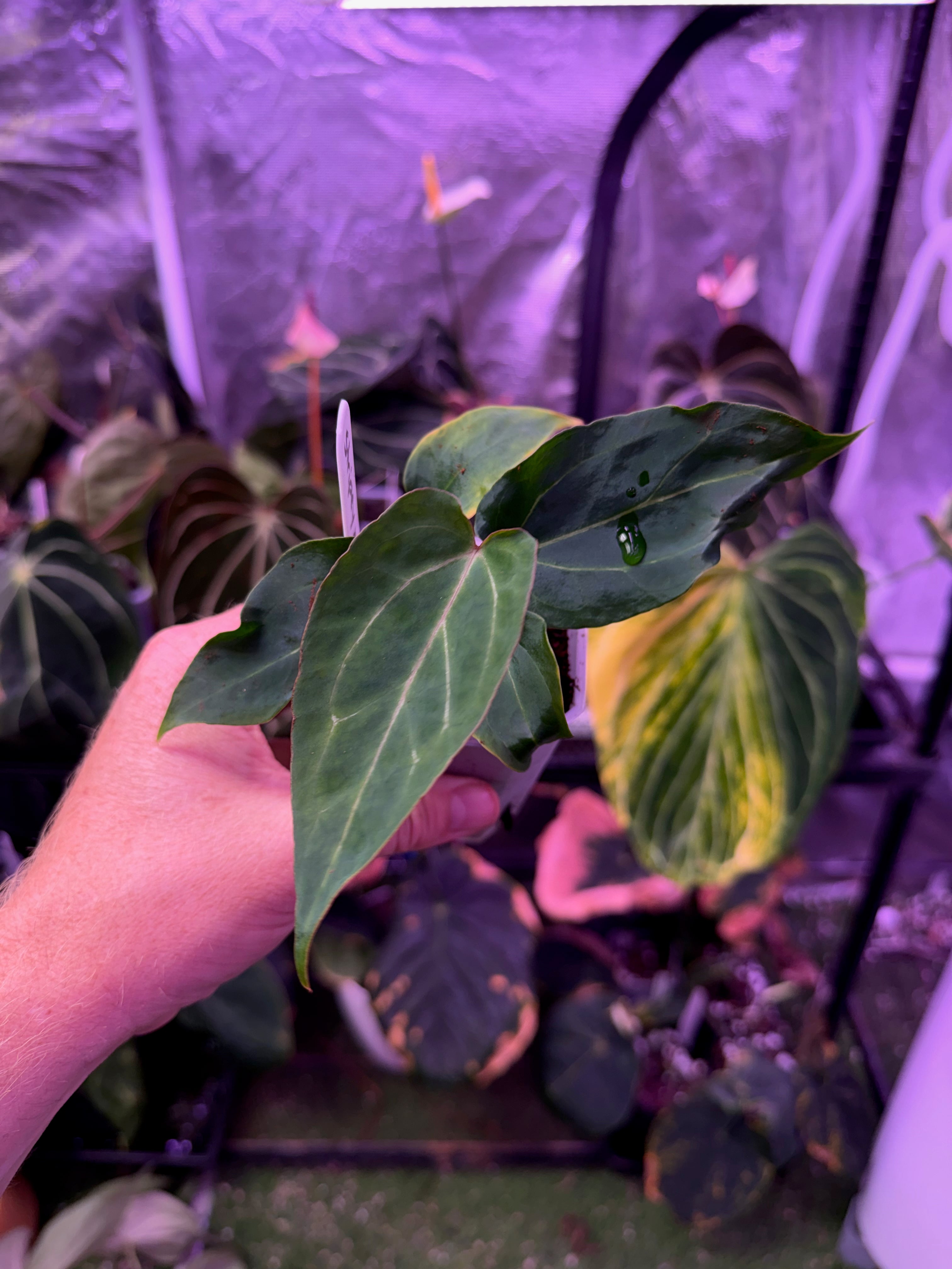 Anthurium ‘Tim Anderson Stripey’ X carlablackiae ‘RA6’ 08