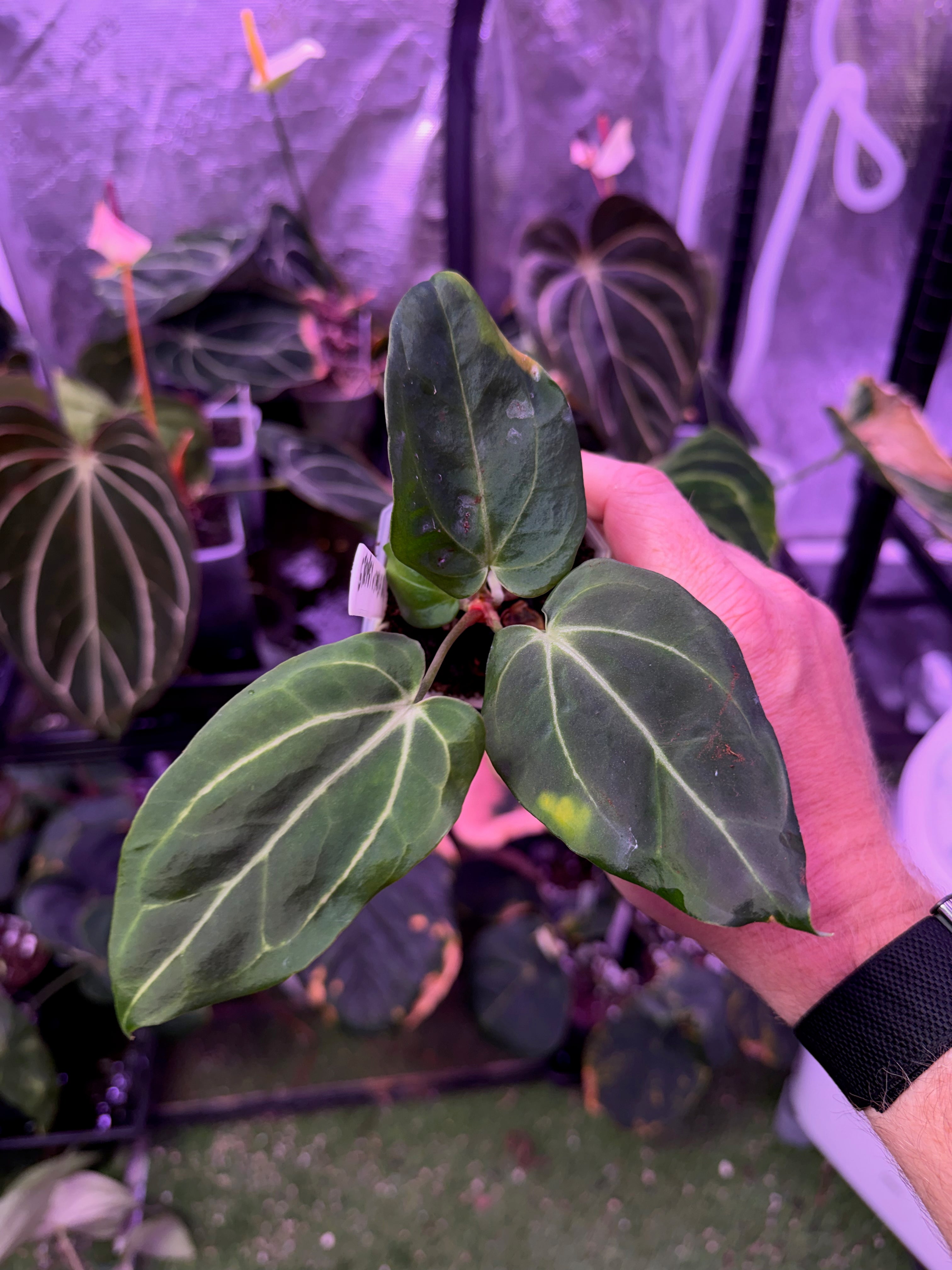 Anthurium ‘Tim Anderson Stripey’ X carlablackiae ‘RA6’ 10