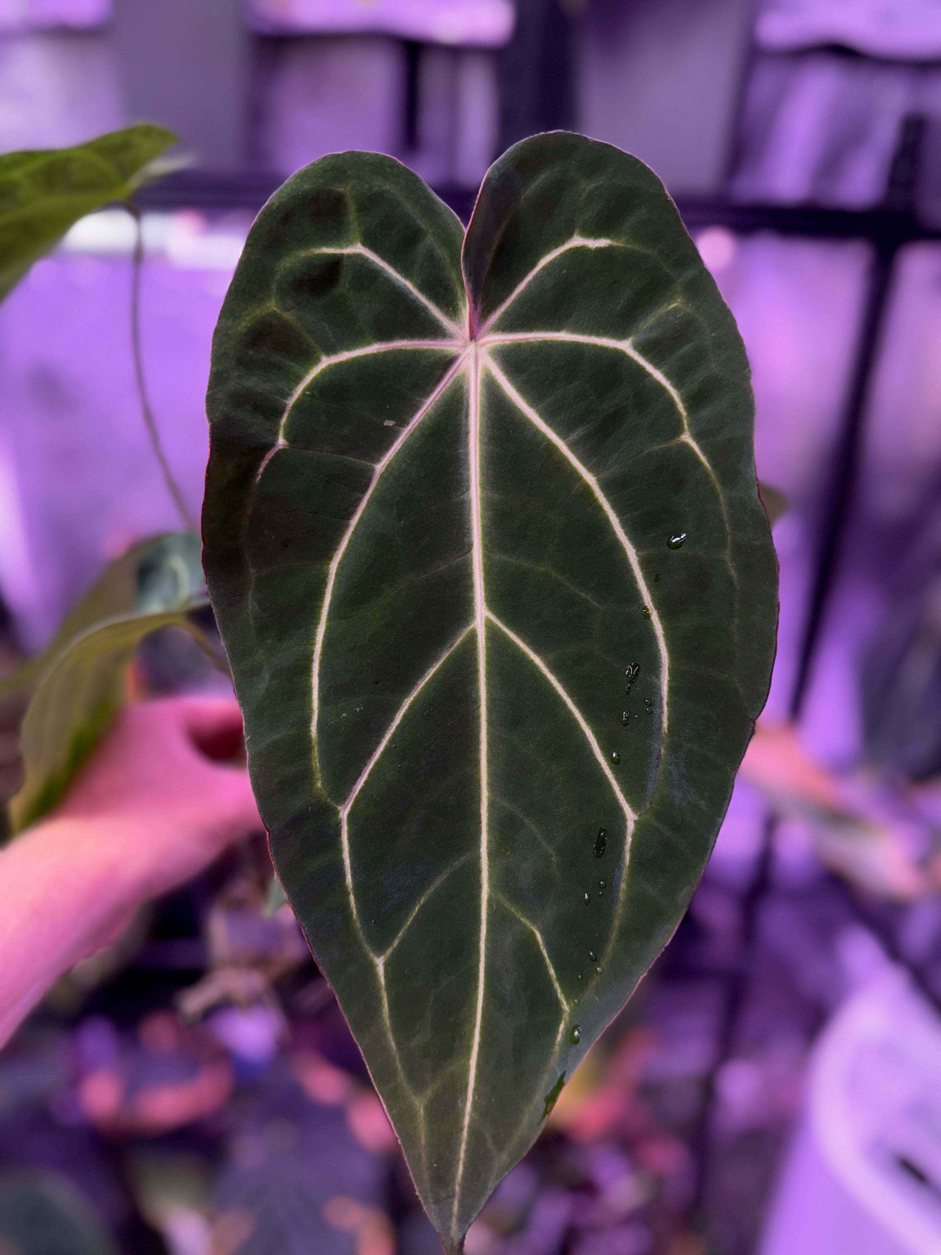 Anthurium carlablackie 'Round xGPH001' X Black Widow x Michelle 03