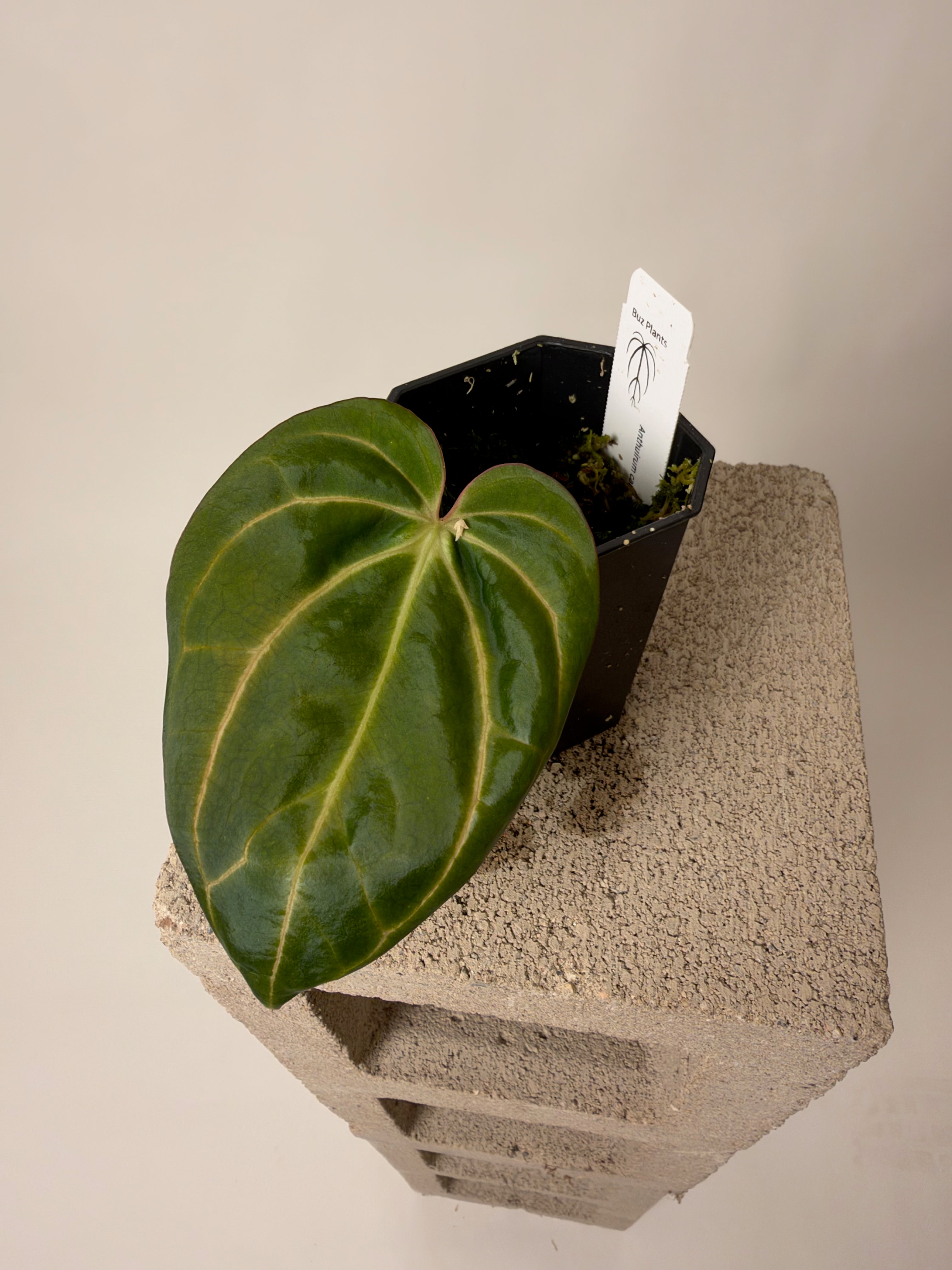 Latest Anthurium Drop | Buz Plants