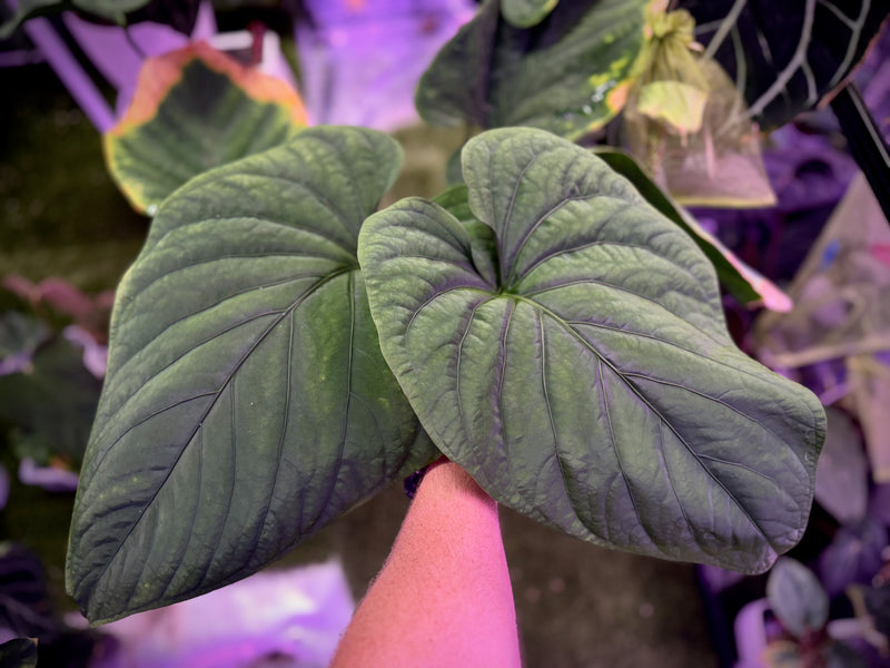 Anthurium sp. nova Panama