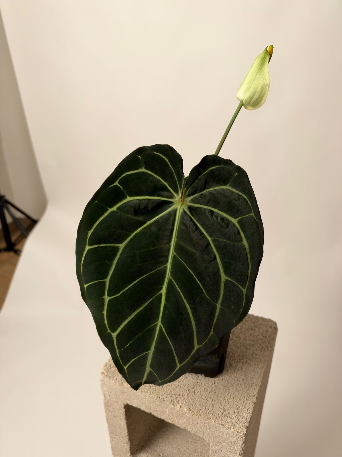 Anthurium carlablackiae "RA4x1 x OG1" - flowering, the exact plant for sale, whole plant