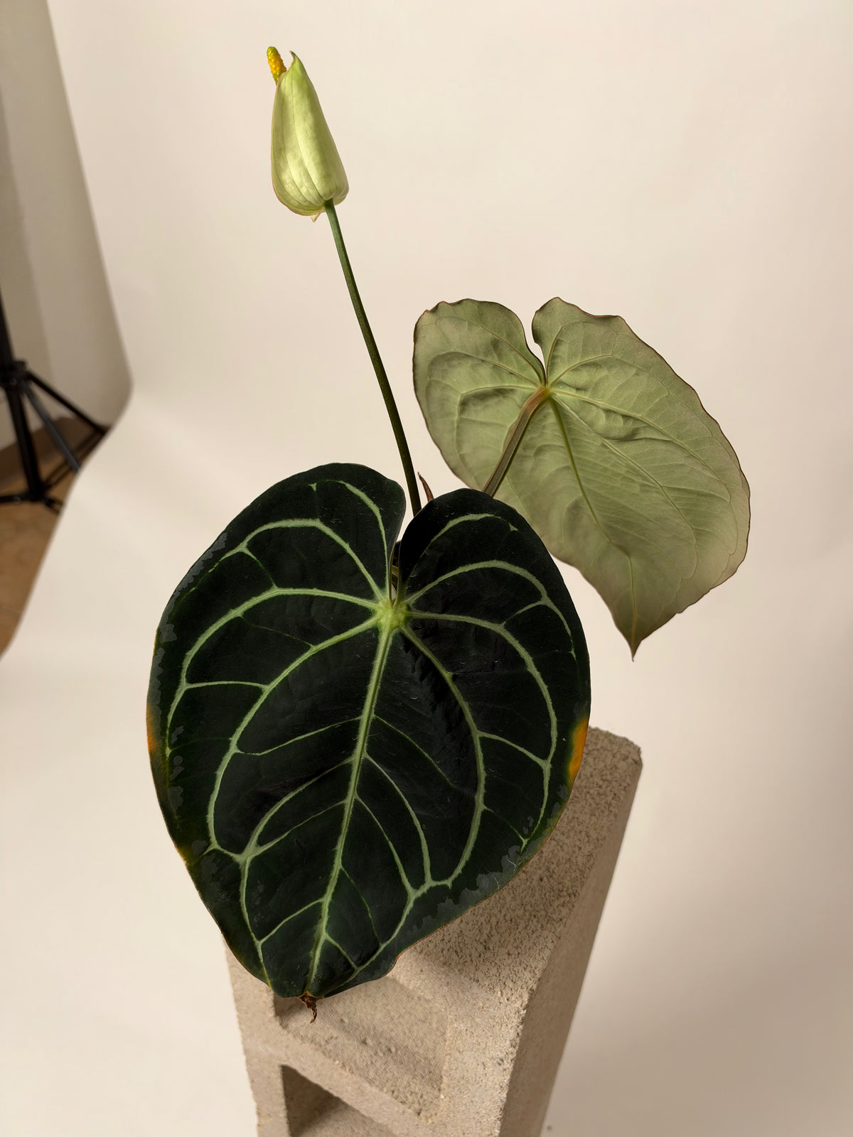 Anthurium carlablackiae "RA4x1 x OG1" - flowering, the exact plant for sale, view 3