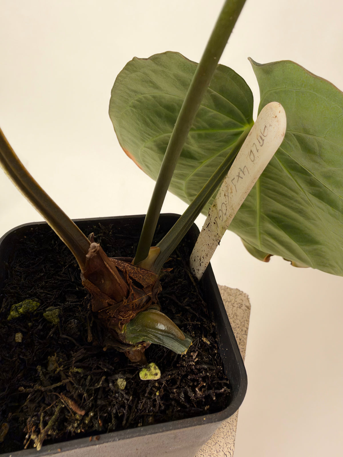 Anthurium carlablackiae "RA4x1 x OG1" - flowering, the exact plant for sale, leaf detail