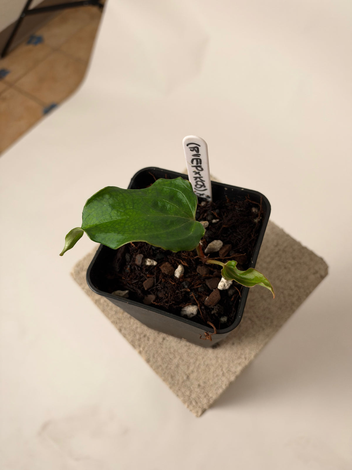 Anthurium "Spinnekop", the exact plant for sale, whole plant