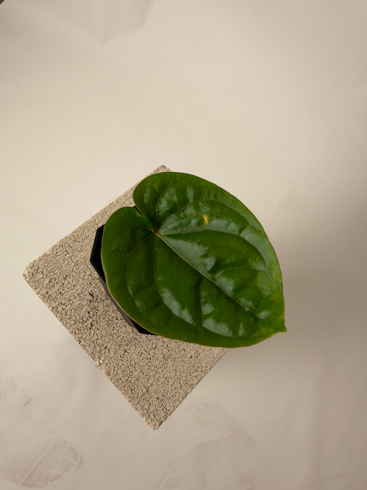 Anthurium Hobgoblin - prop, the exact plant for sale, whole plant