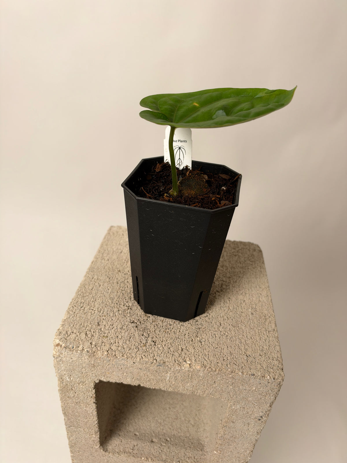 Anthurium Hobgoblin - prop, the exact plant for sale, leaf detail