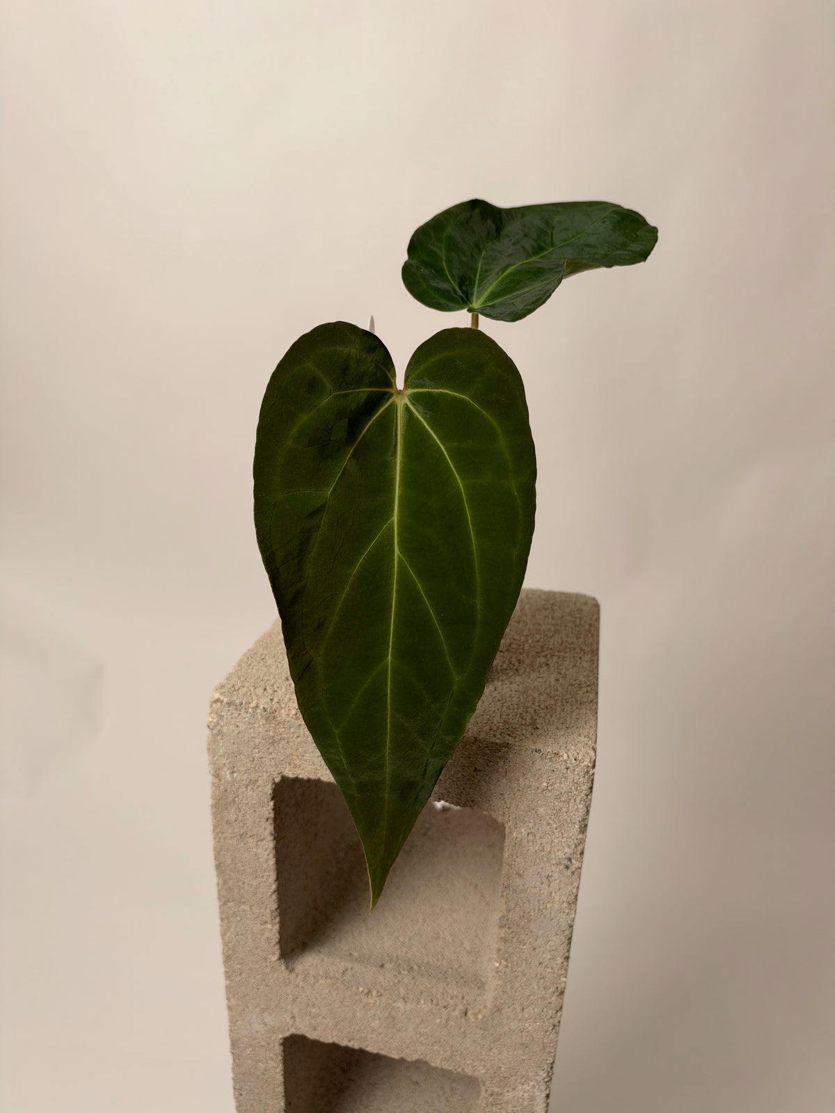Anthurium (sp. nov. 'DF' x carlablackiae 'District') X 'BWMDB #1' - A, the exact plant for sale, whole plant