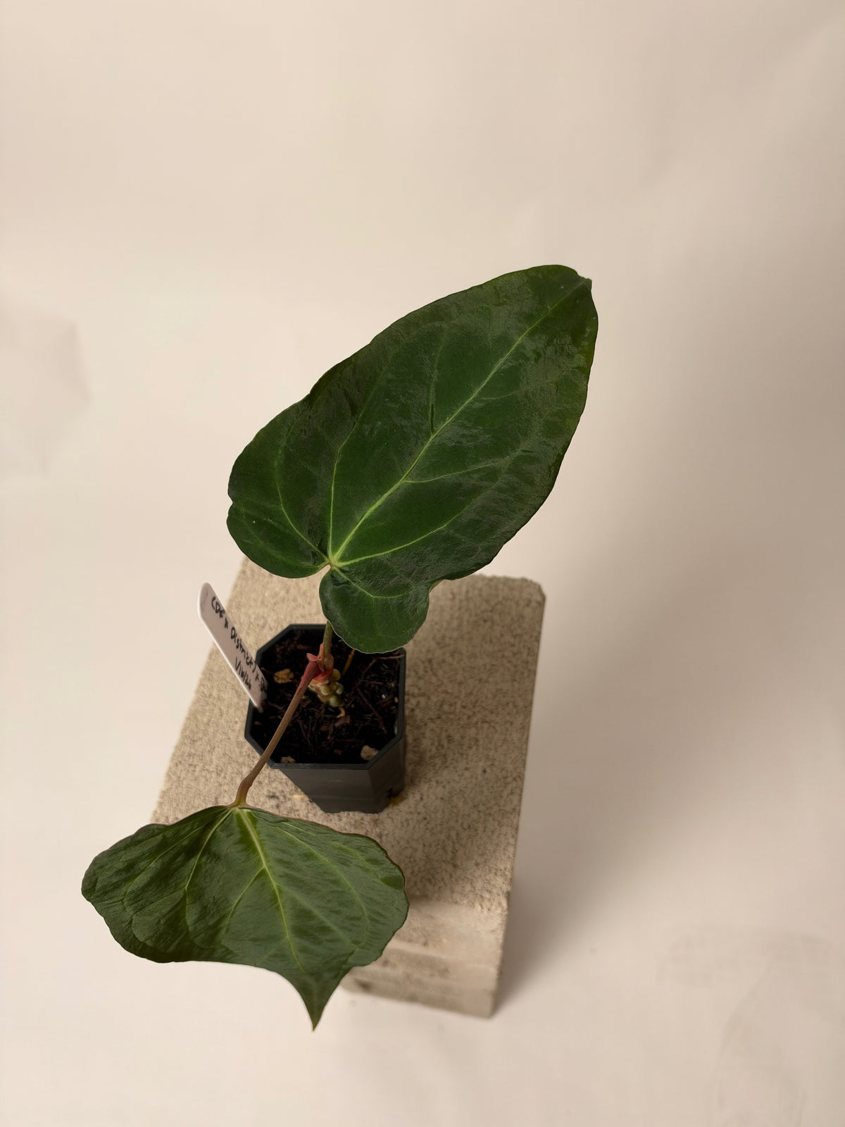 Anthurium (sp. nov. 'DF' x carlablackiae 'District') X 'BWMDB #1' - A, the exact plant for sale, leaf detail