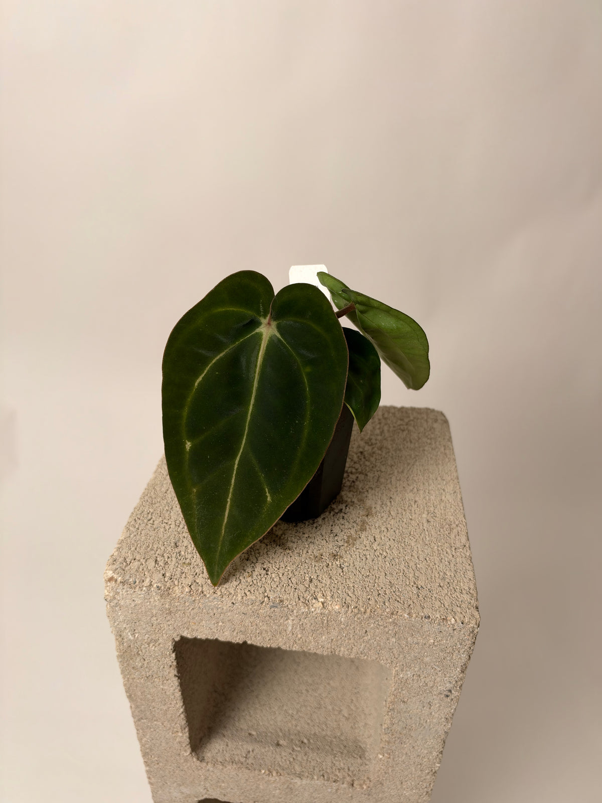 Anthurium carlablackiae "Buz 1 x RA8 #2" x carlablackiae "RA4" - C, the exact plant for sale, whole plant