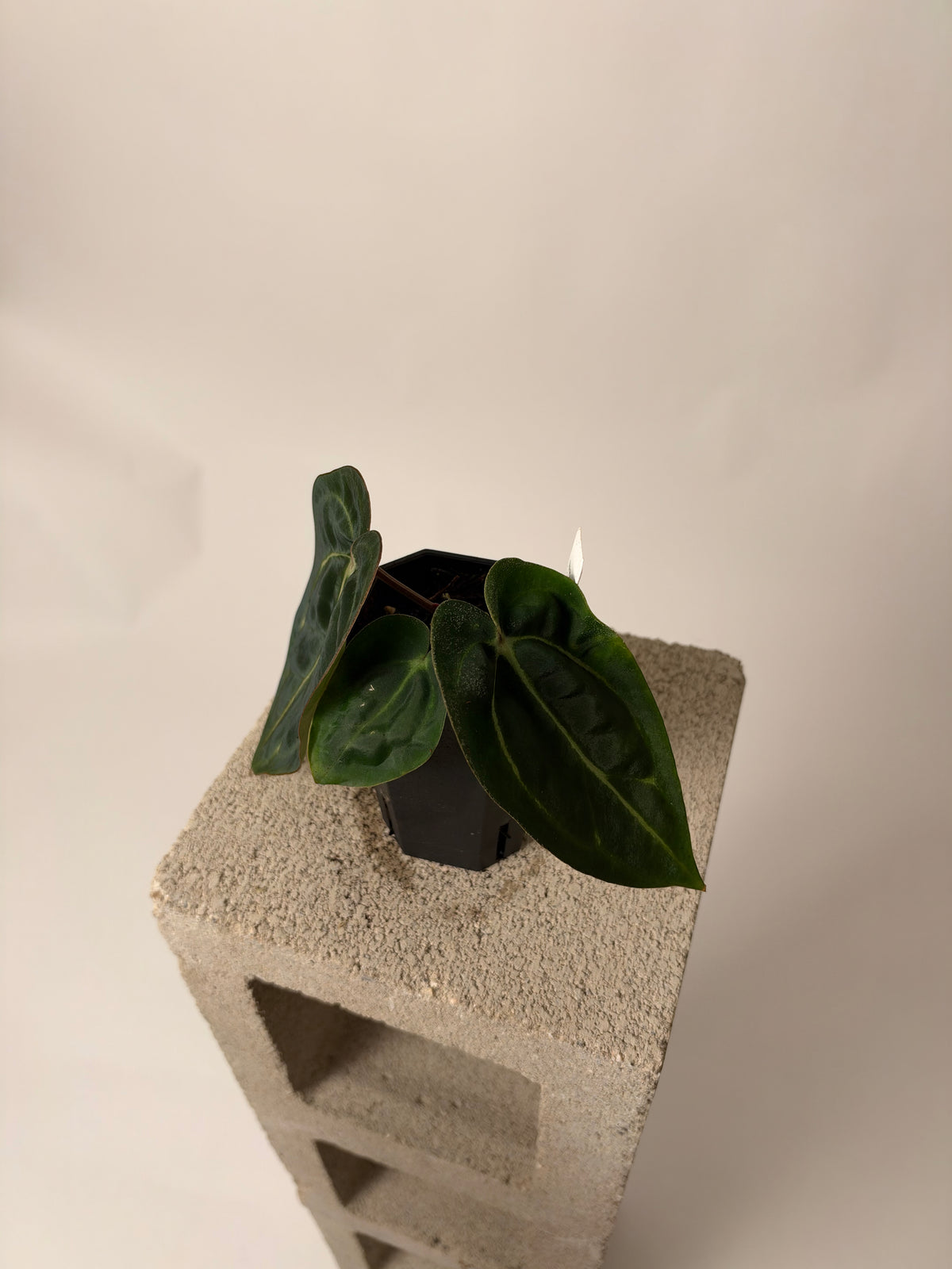 Anthurium carlablackiae "Buz 1 x RA8 #2" x carlablackiae "RA4" - C, the exact plant for sale, leaf detail