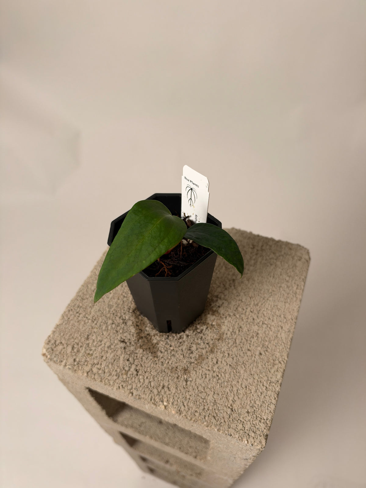 Anthurium portillae 'Dorito' S1 - Scott clone, the exact plant for sale, whole plant
