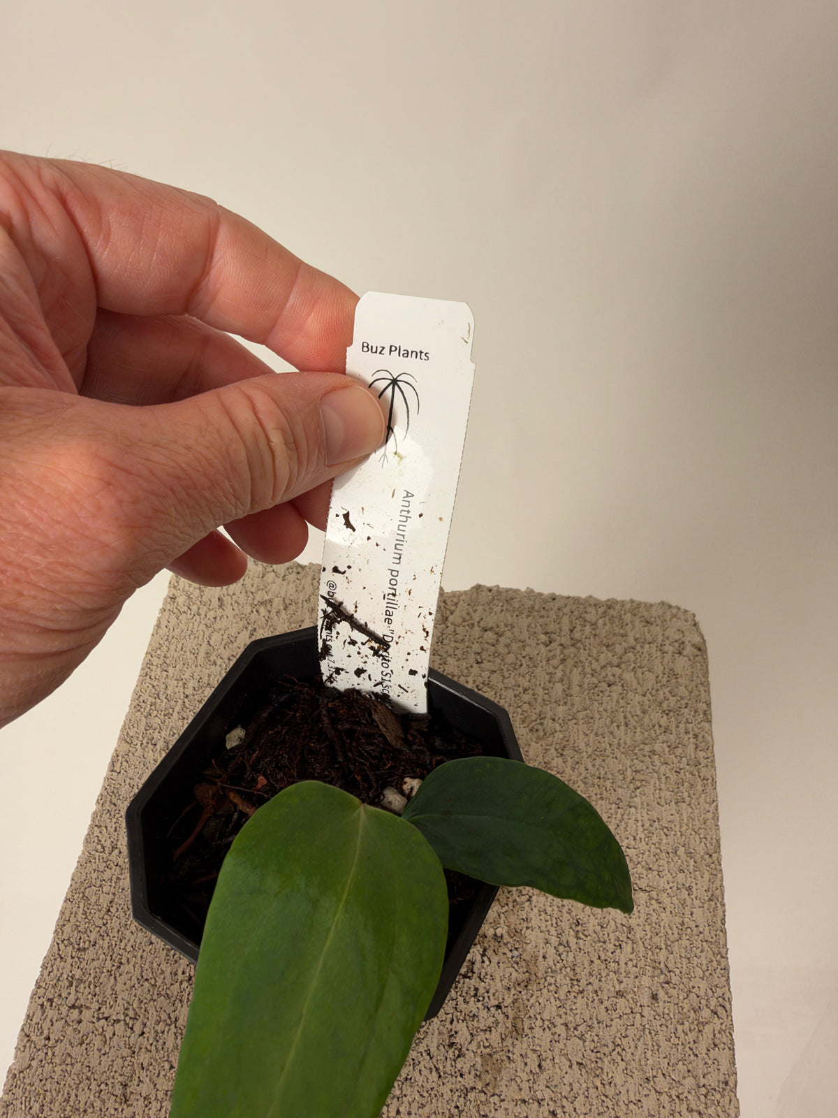 Anthurium portillae 'Dorito' S1 - Scott clone, the exact plant for sale, leaf detail