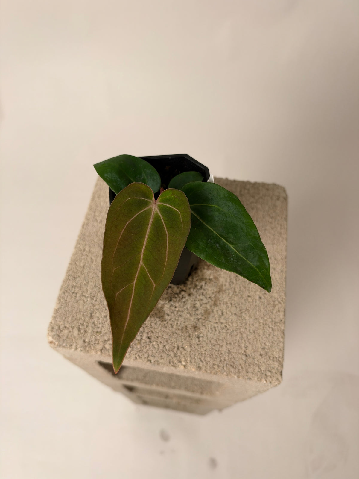 Anthurium "BWMDB #1" x "Araña" - B, the exact plant for sale, whole plant
