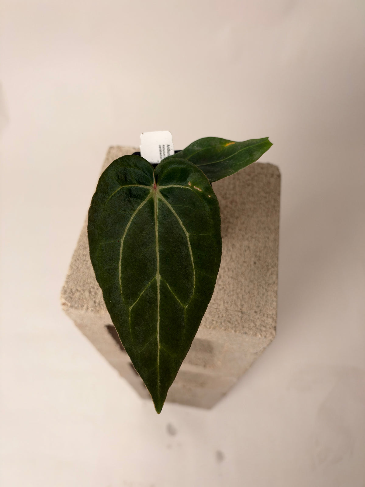 Anthurium "BWMDB #1" x "Araña" - A, the exact plant for sale, whole plant
