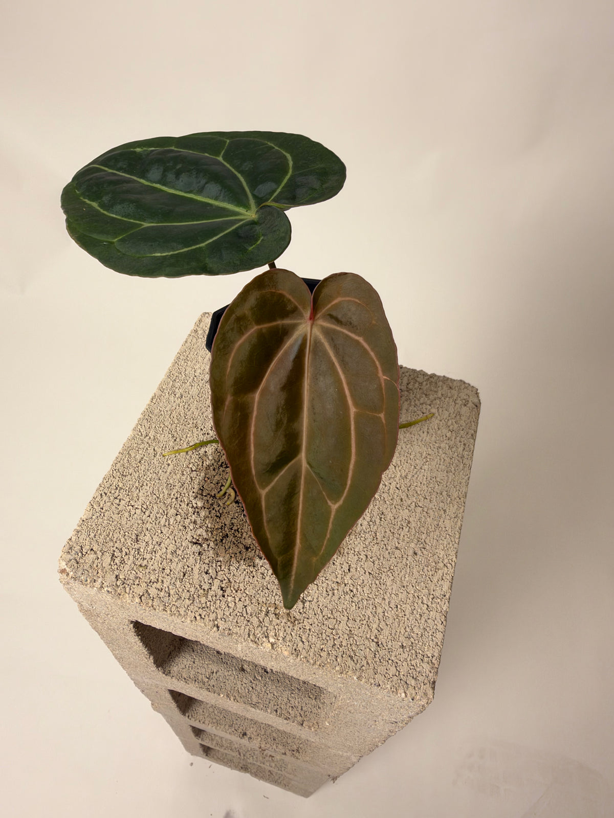 Anthurium Orange Crystal x Araña - A, the exact plant for sale, whole plant