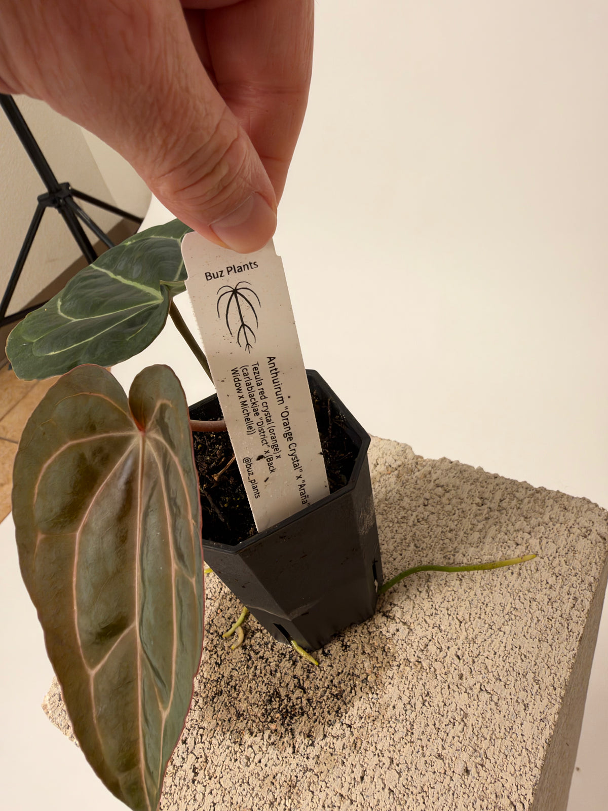 Anthurium Orange Crystal x Araña - A, the exact plant for sale, leaf detail