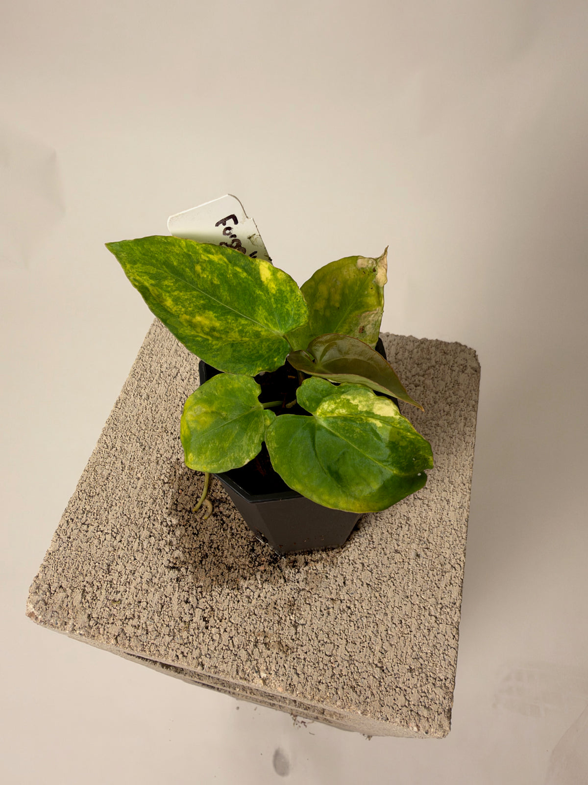 Anthurium forgetii x carlablackiae "RA4x8" - variegated prop, the exact plant for sale, whole plant