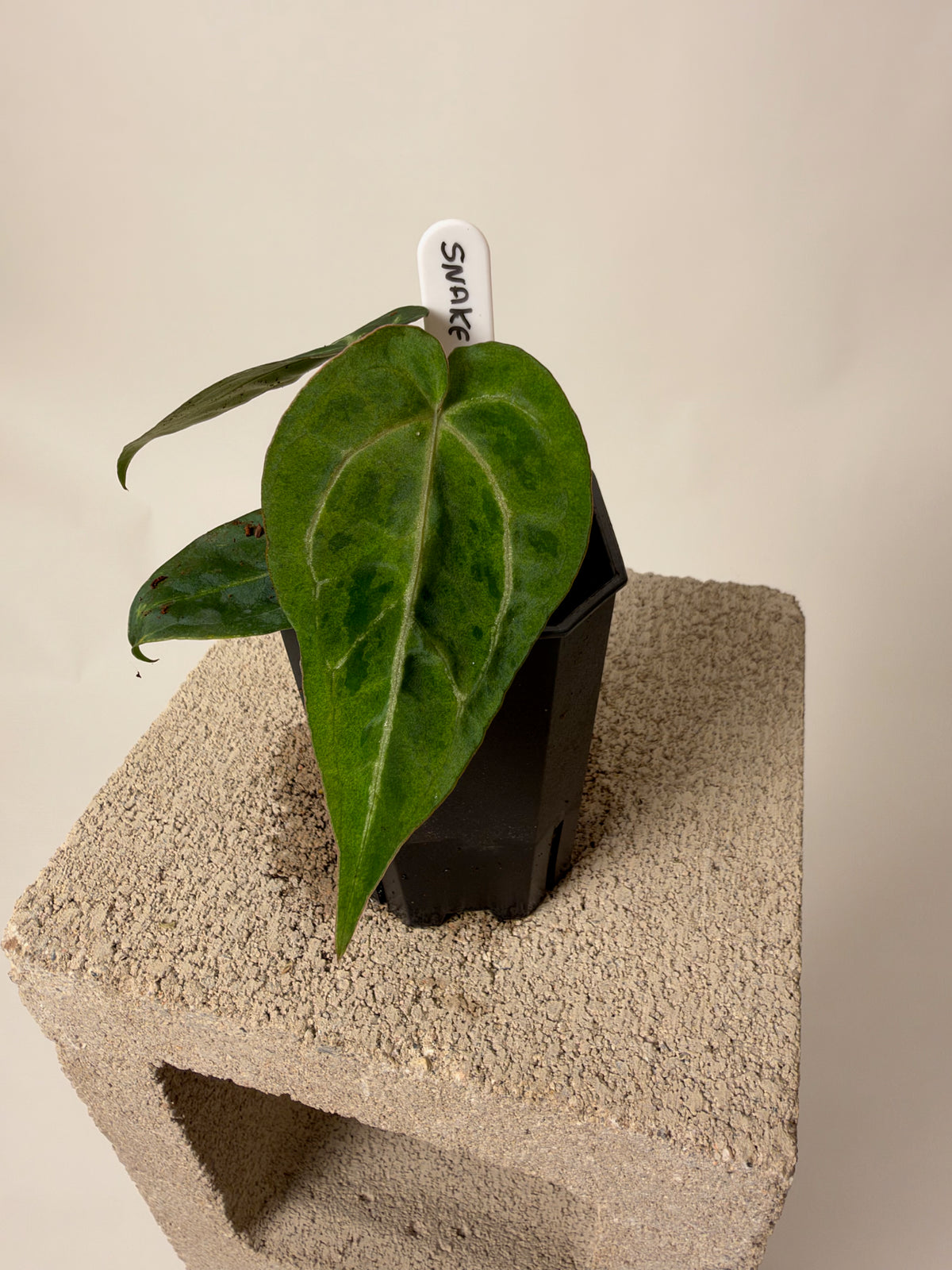 Anthurium 'Snake Oil Buz 2' x open D, the exact plant for sale, whole plant