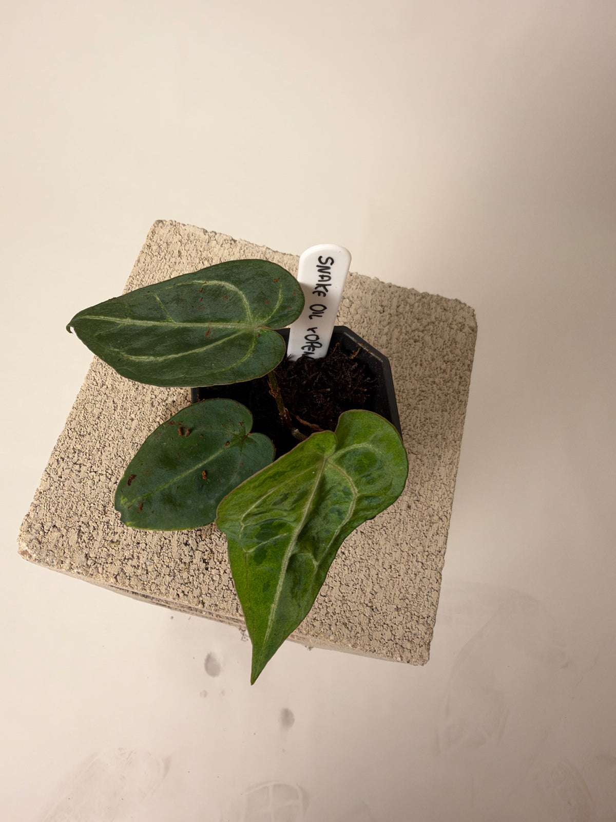 Anthurium 'Snake Oil Buz 2' x open D, the exact plant for sale, leaf detail