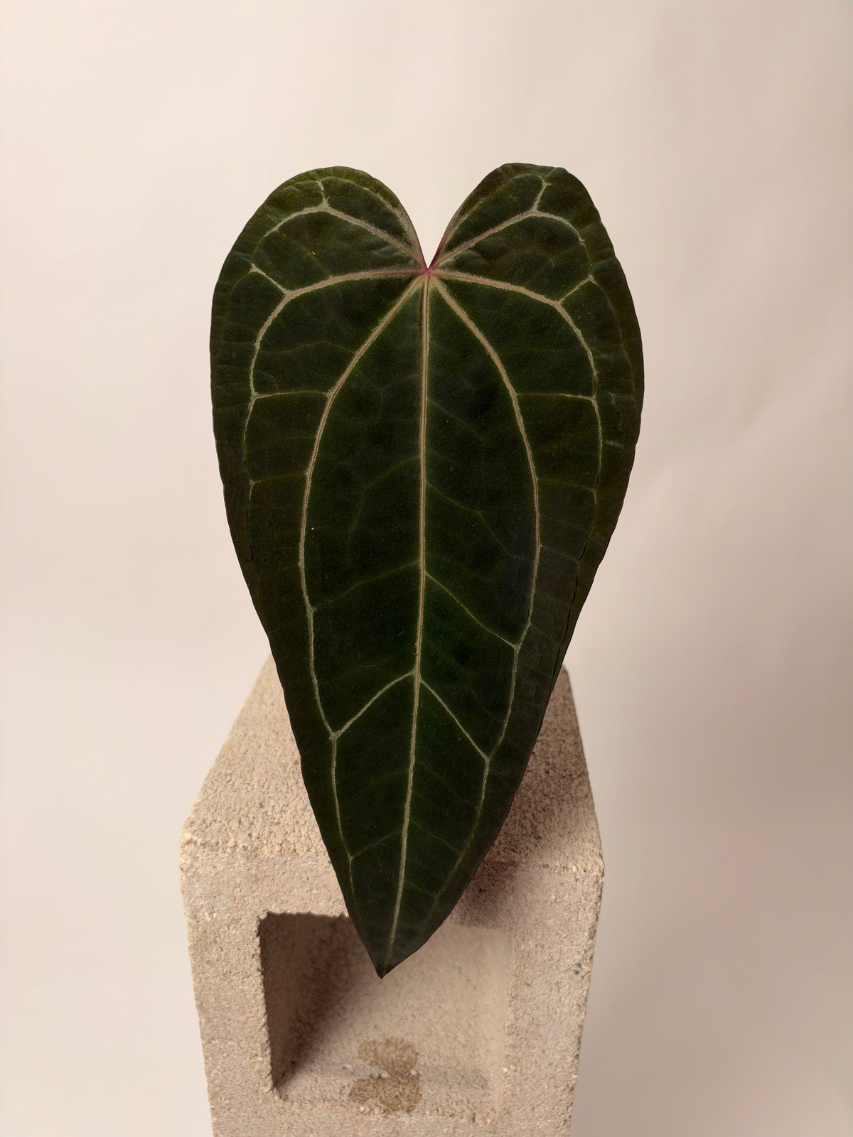 Anthurium portillae 'Dorito' x Red Crystal, the exact plant for sale, whole plant