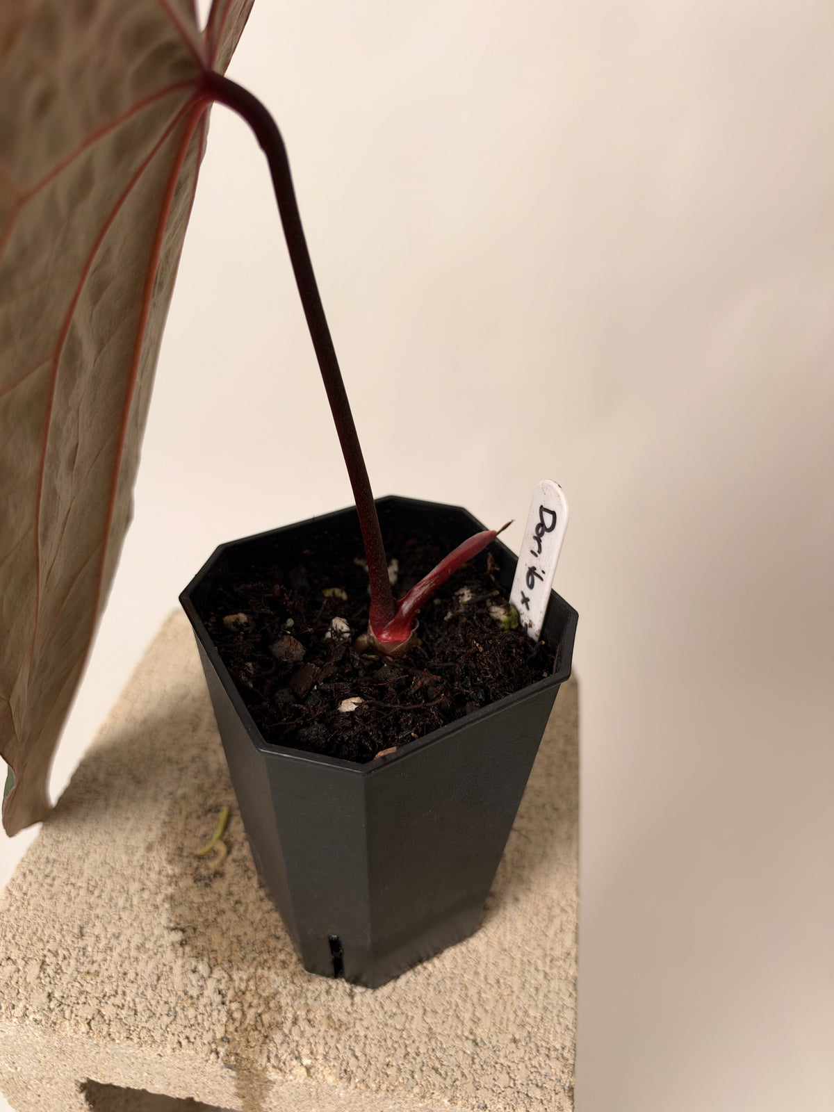 Anthurium portillae 'Dorito' x Red Crystal, the exact plant for sale, leaf detail