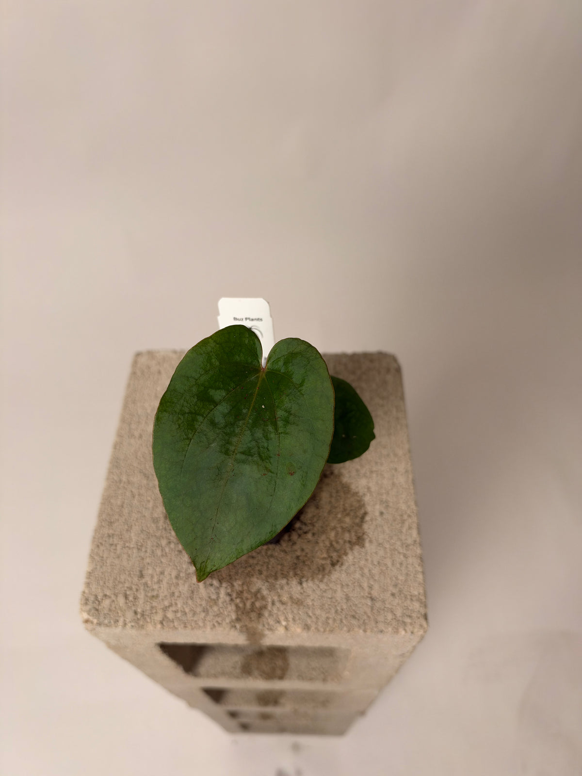 Anthurium Black Widow x Michelle X dressleri RG F1 - "Buz 1", the exact plant for sale, whole plant