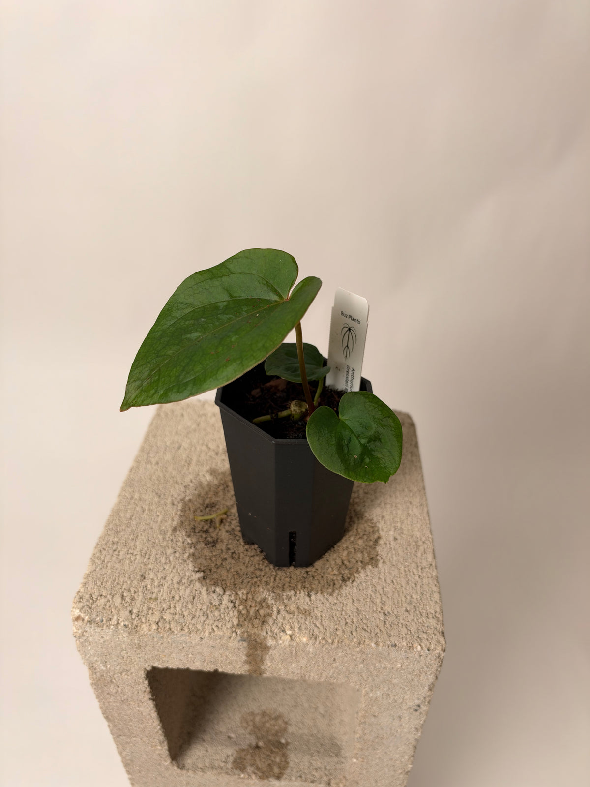 Anthurium Black Widow x Michelle X dressleri RG F1 - "Buz 1", the exact plant for sale, leaf detail