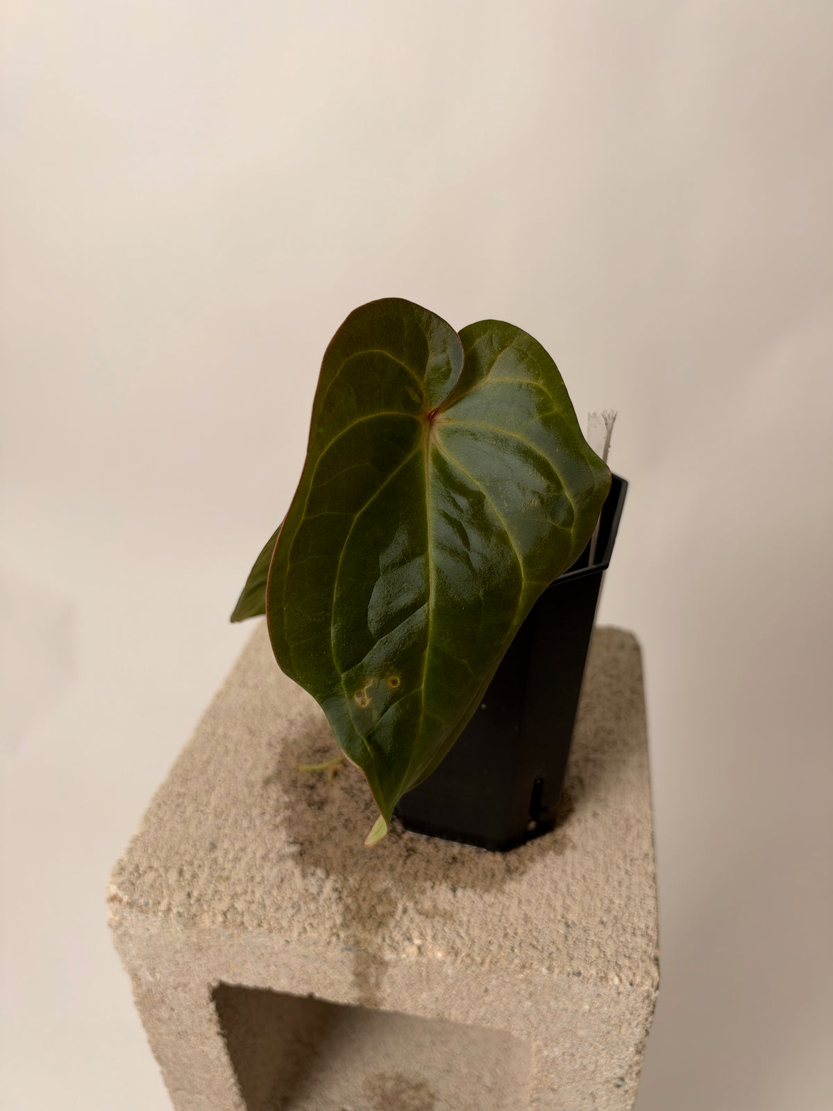 Anthurium "Morticia's Magic" - prop, the exact plant for sale, leaf detail