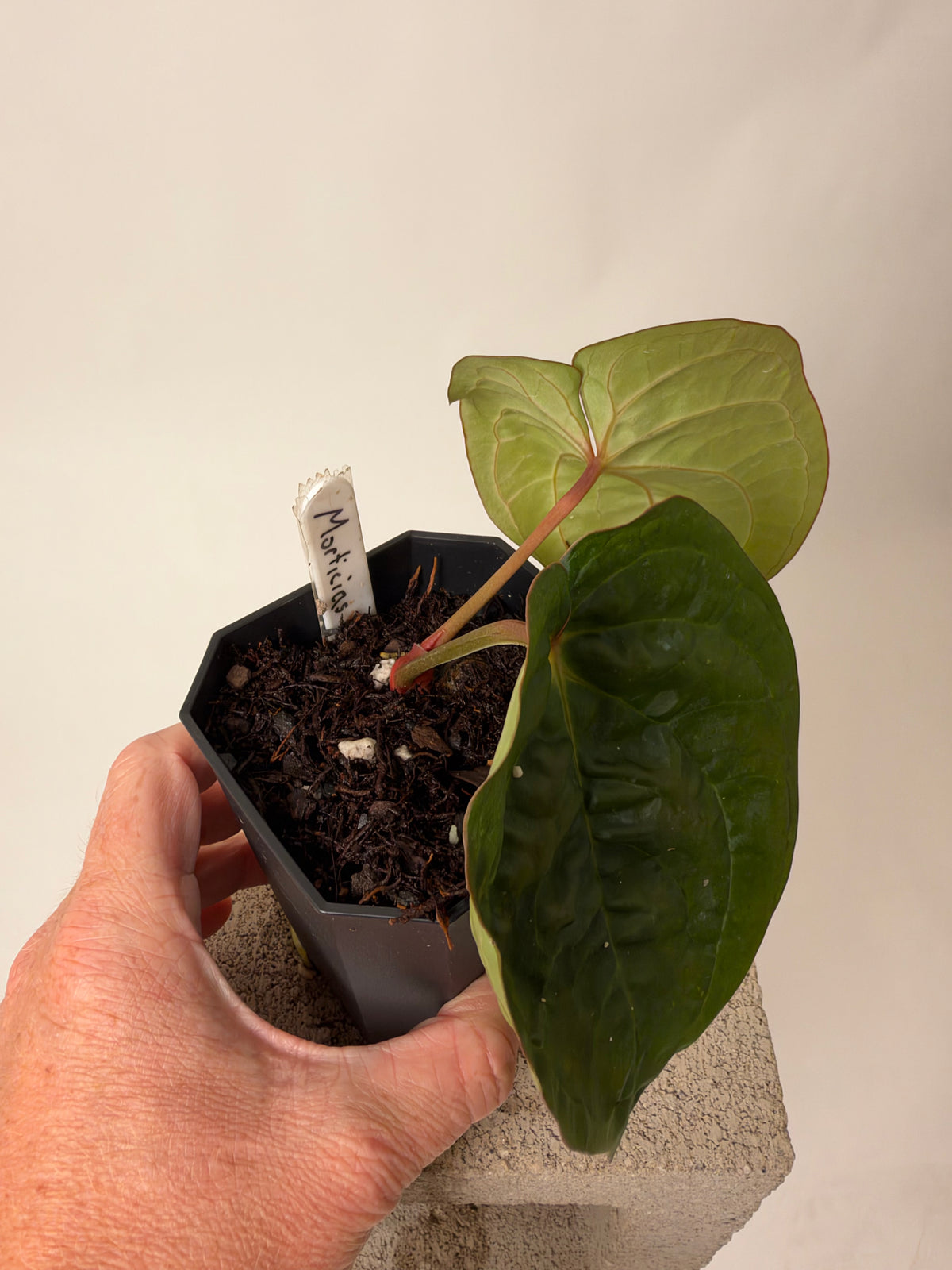 Anthurium "Morticia's Magic" - prop, the exact plant for sale, whole plant