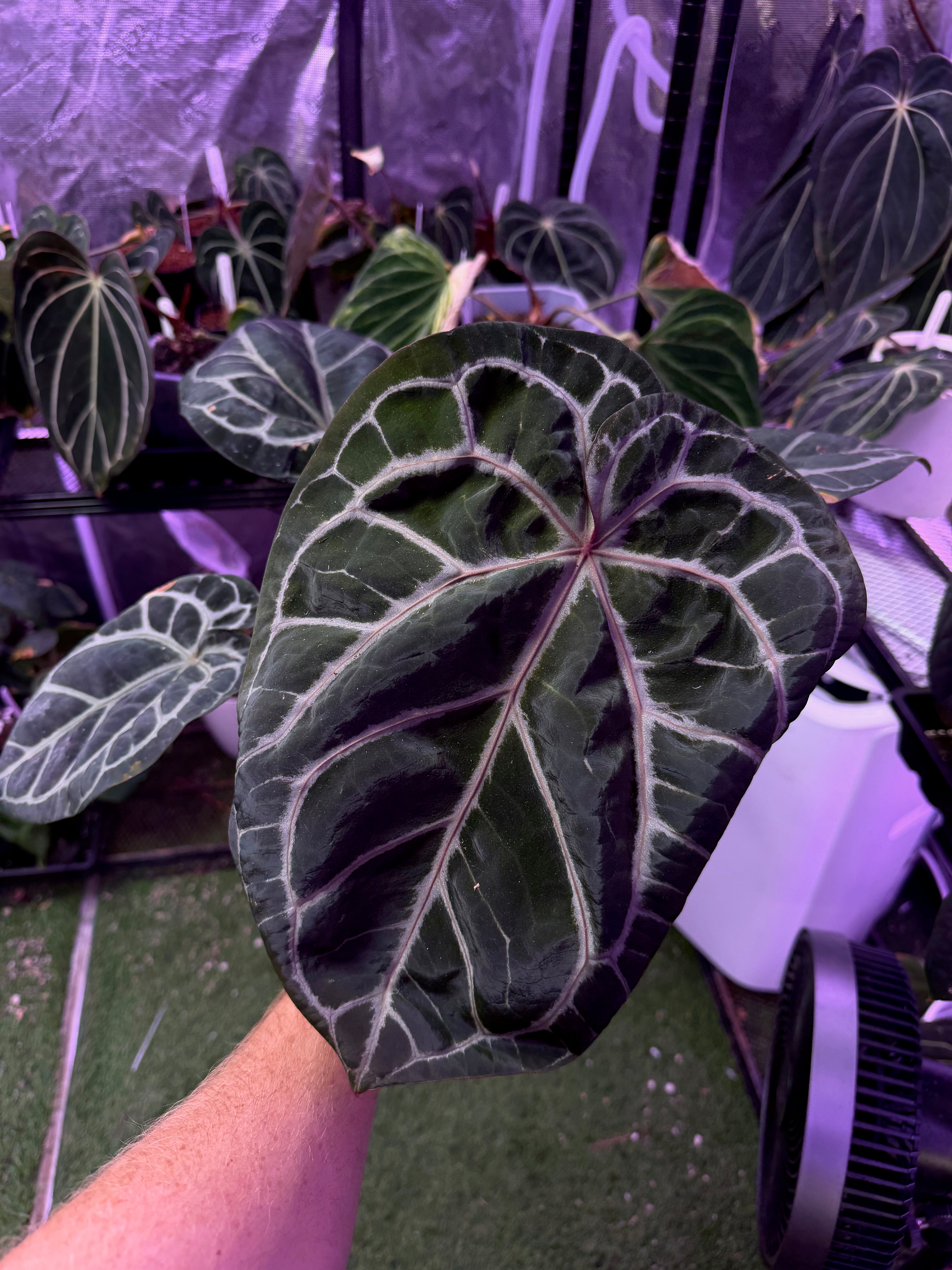 Anthurium red crystallinum "Tezula F3" X self - mature