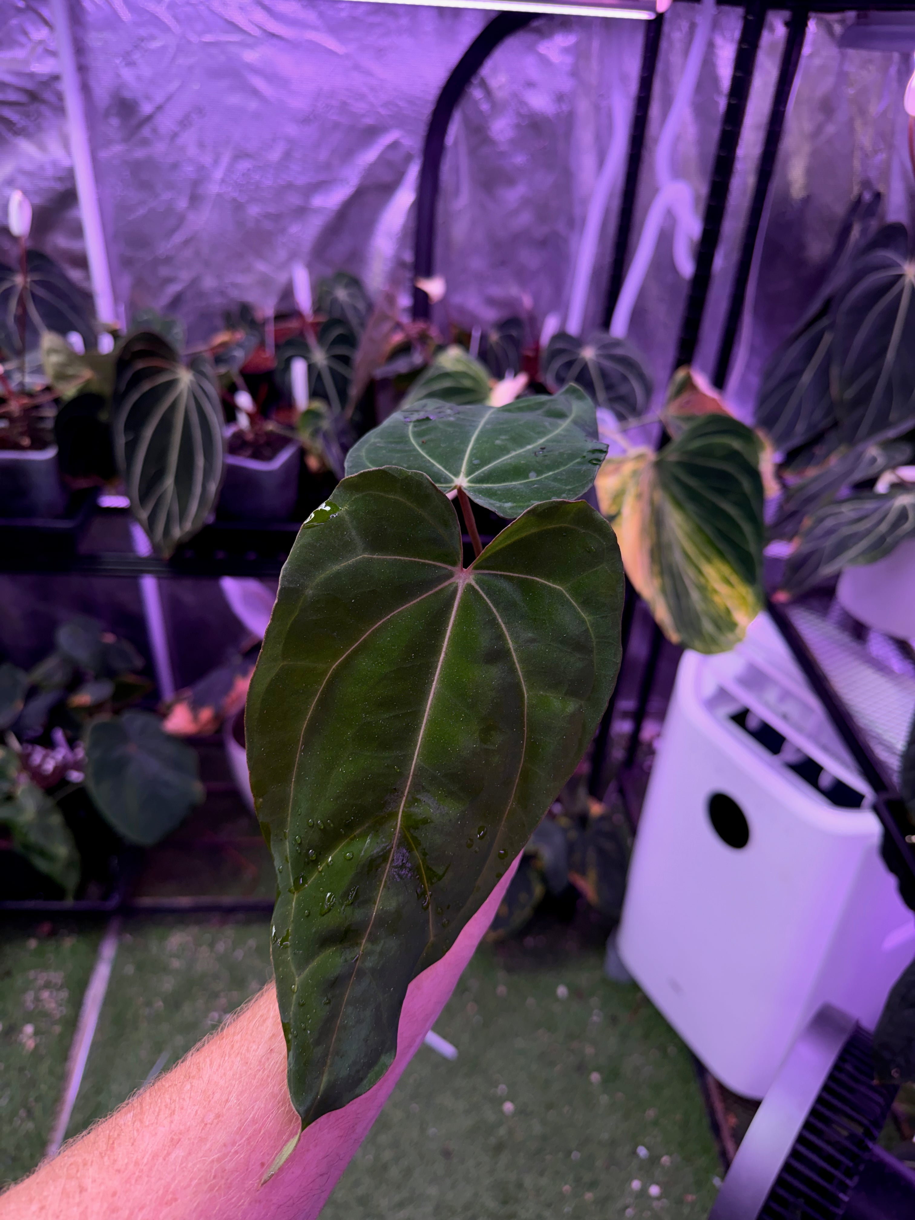 CaRL 2.0 - Anthurium carlablackiae “BUZ1 x RA8” X papillilaminum “Ralph Lyman” 03