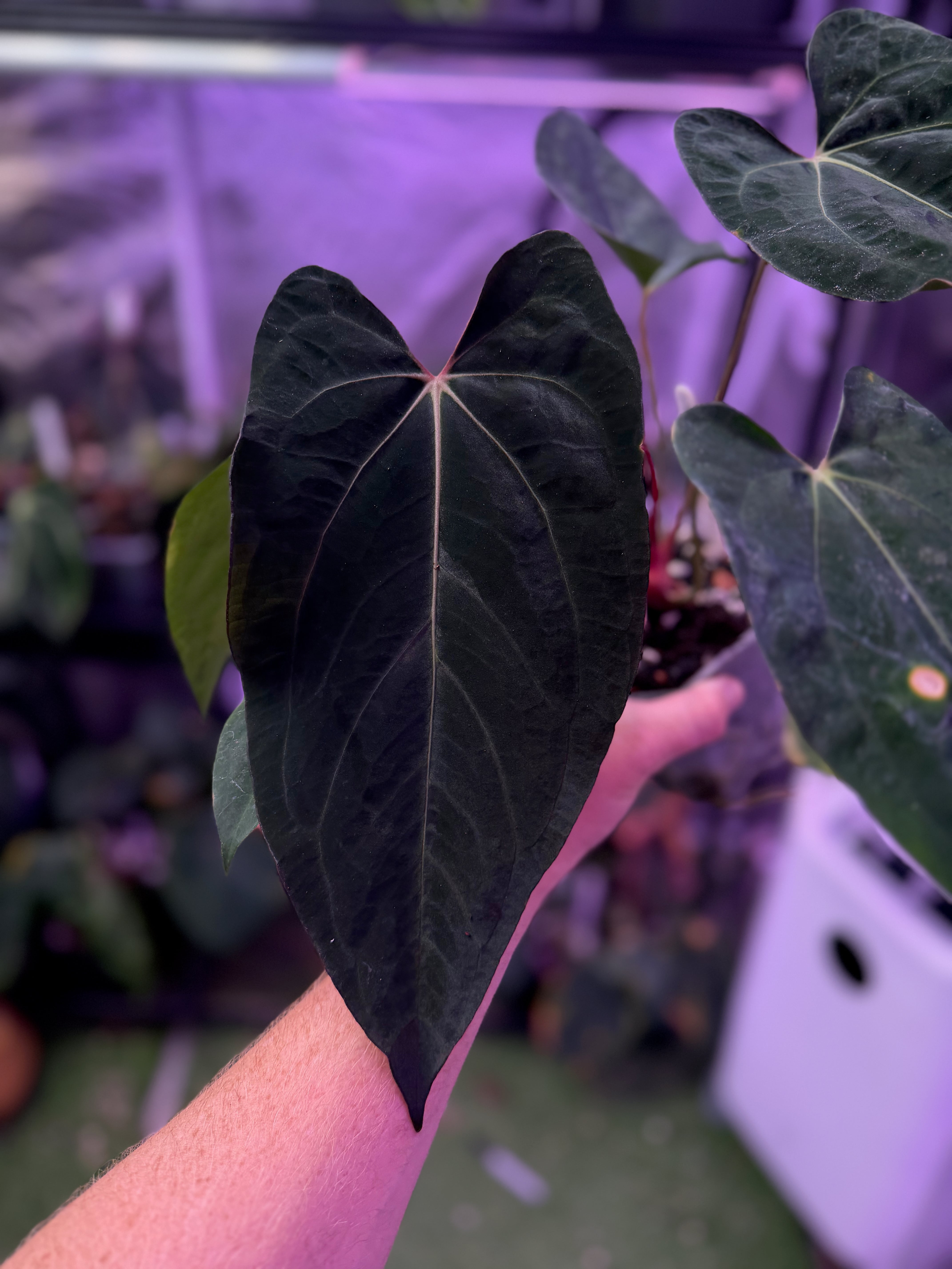 Anthurium carlablackiae OG1 x ? - 1