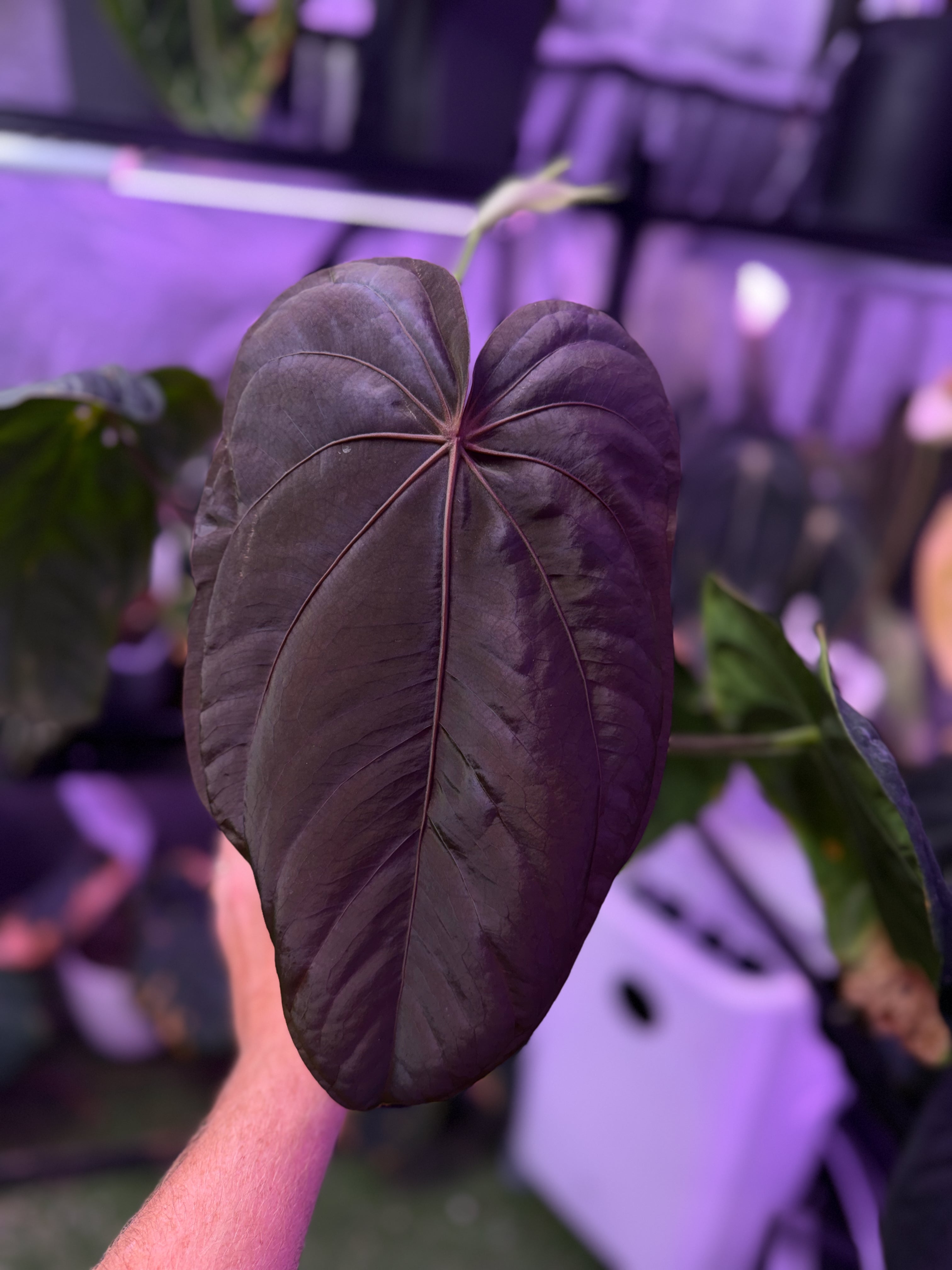 Anthurium dressleri "NSE"