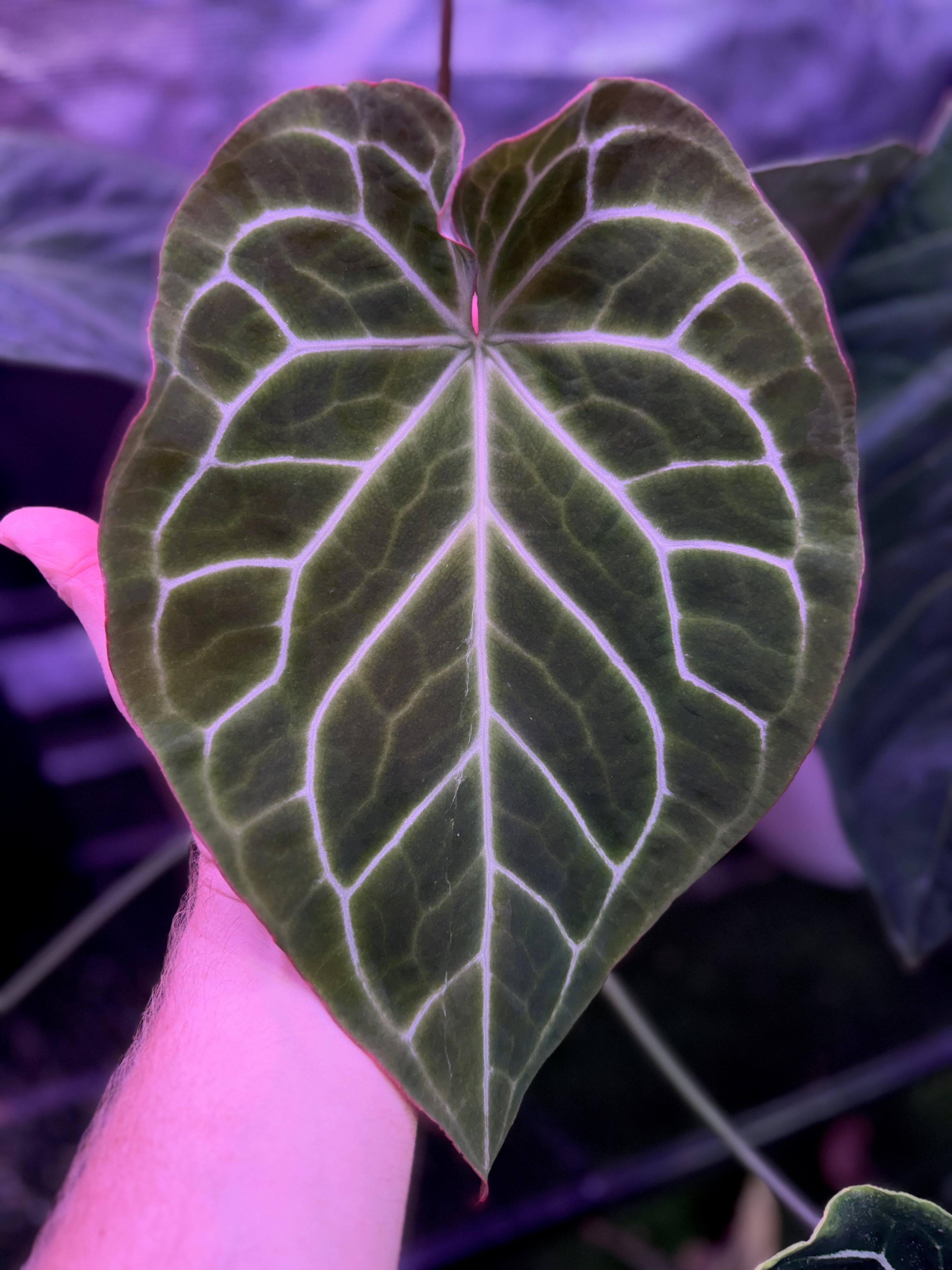 Anthurium crystallinum “chocolate” X Black Widow x Michelle” - growers choice
