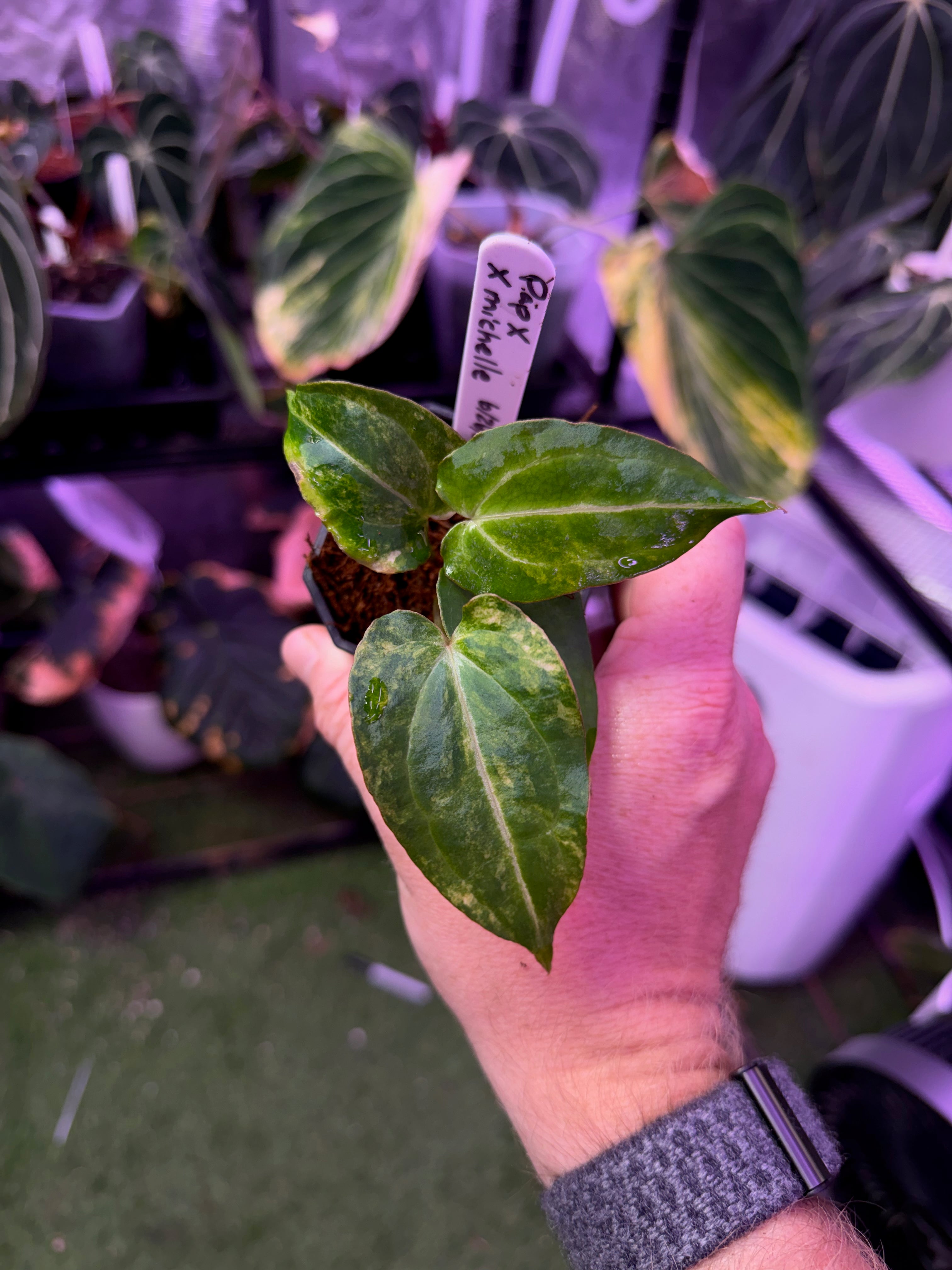 Anthurium papillilaminum"x" X "Michelle" - Variegated