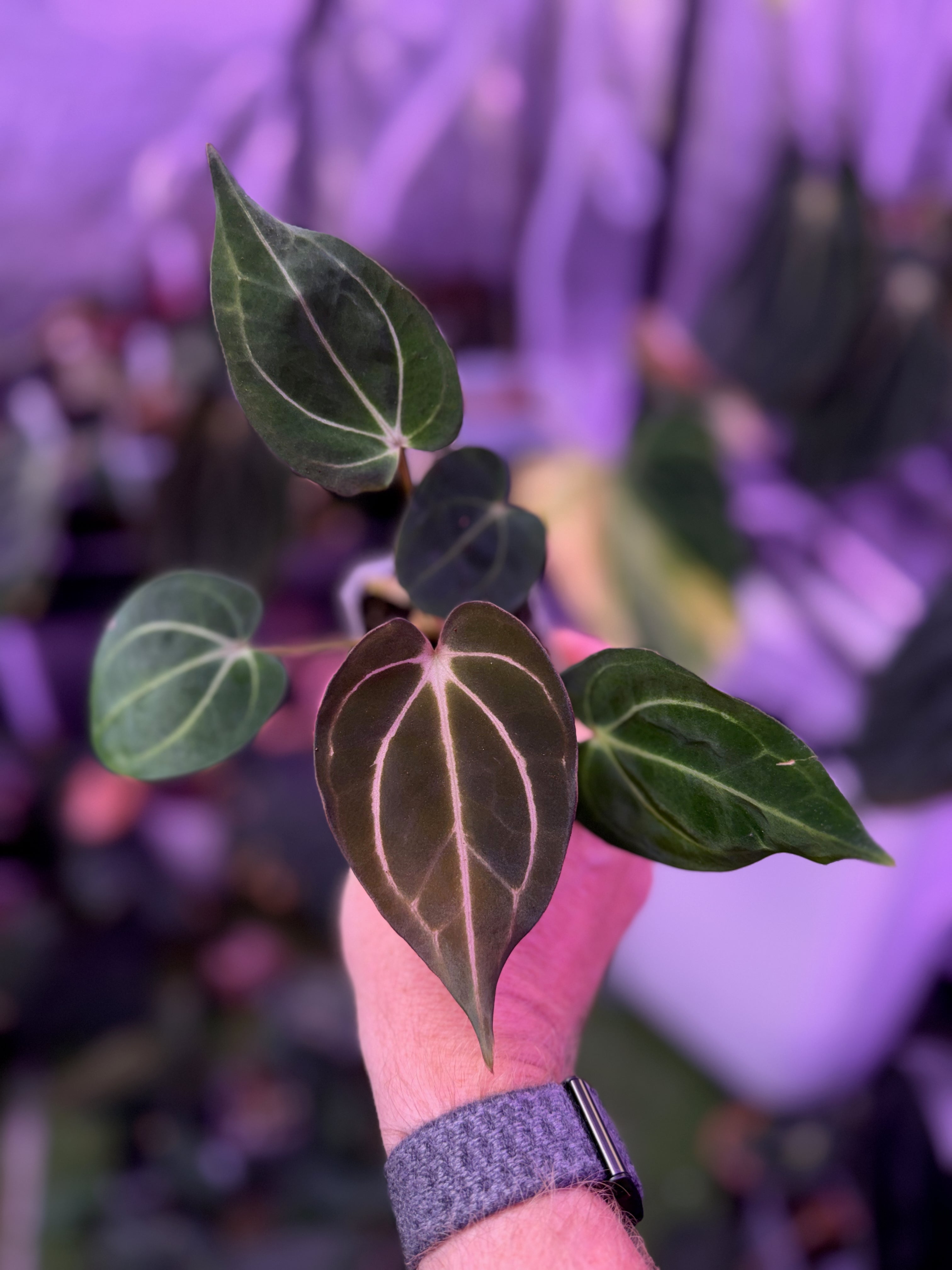 Anthurium carlablackiae RA5x10 X PM1 A