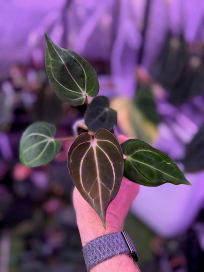 Anthurium carlablackiae RA5x10 X PM1 A