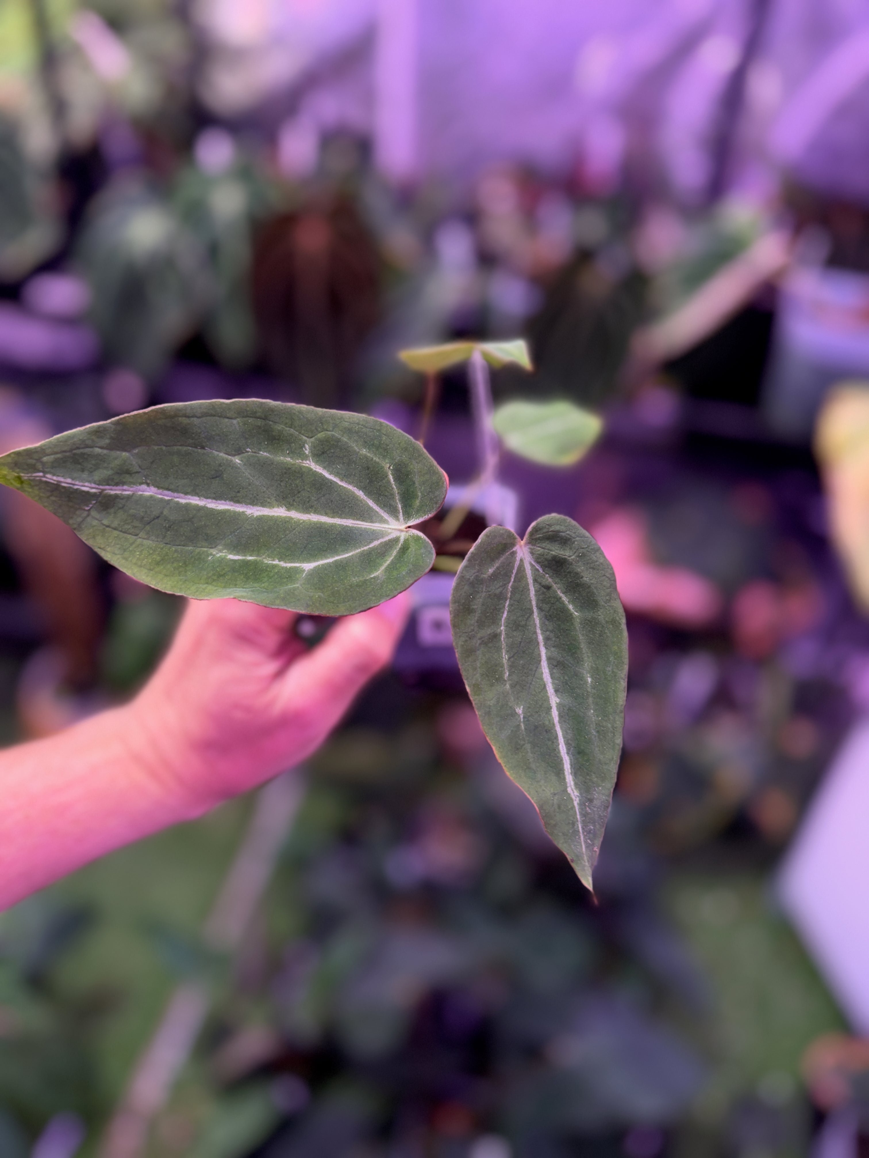 Anthurium Black Widow x Michelle x Self A (Hold Back)