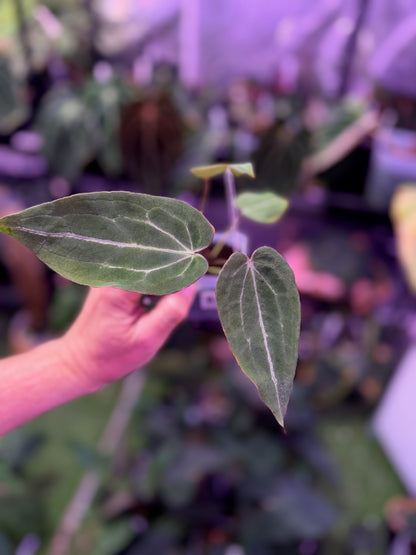 Anthurium Black Widow x Michelle x Self A (Hold Back)