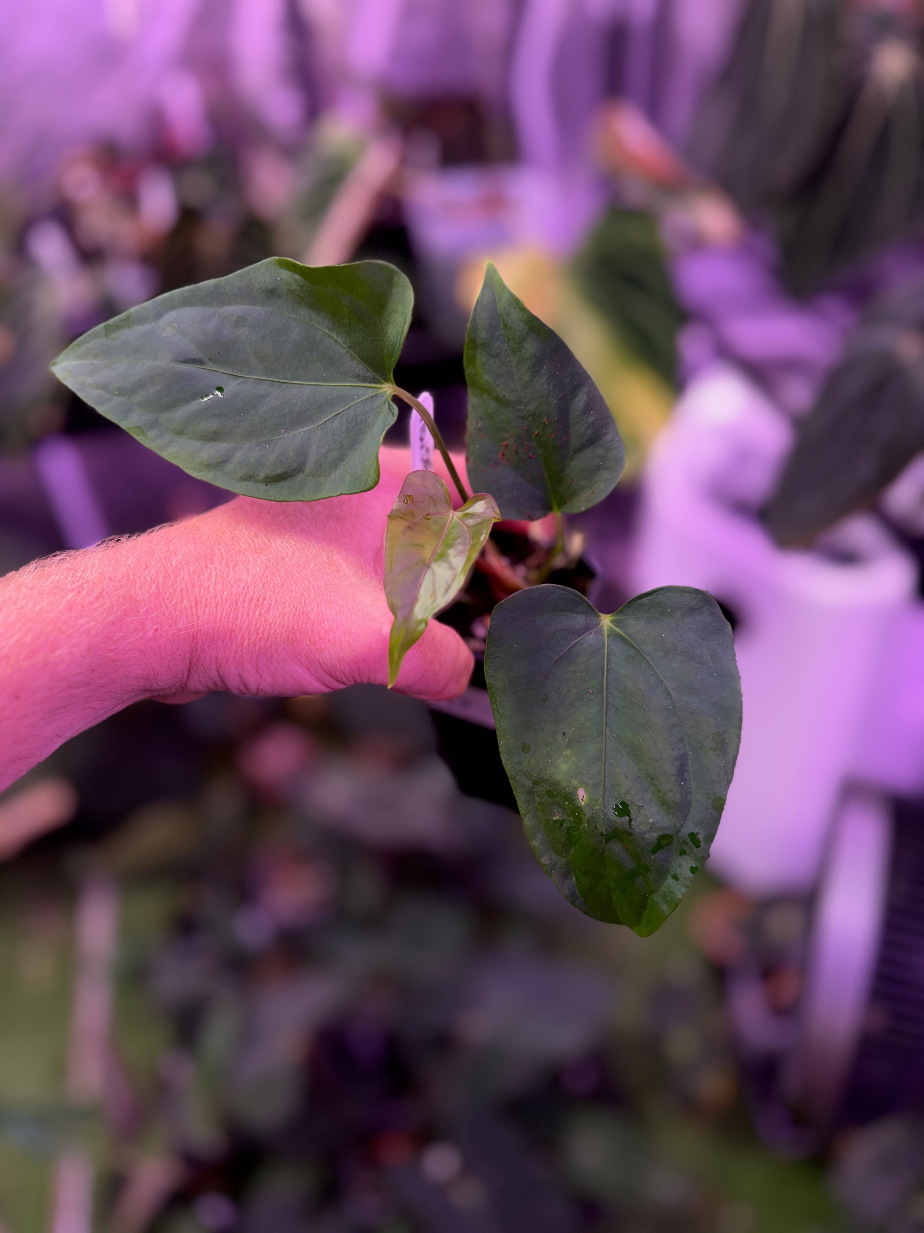 Anthurium sp. nov. DF x (dressleri RG F2 x carlablackiae "Amanada") B