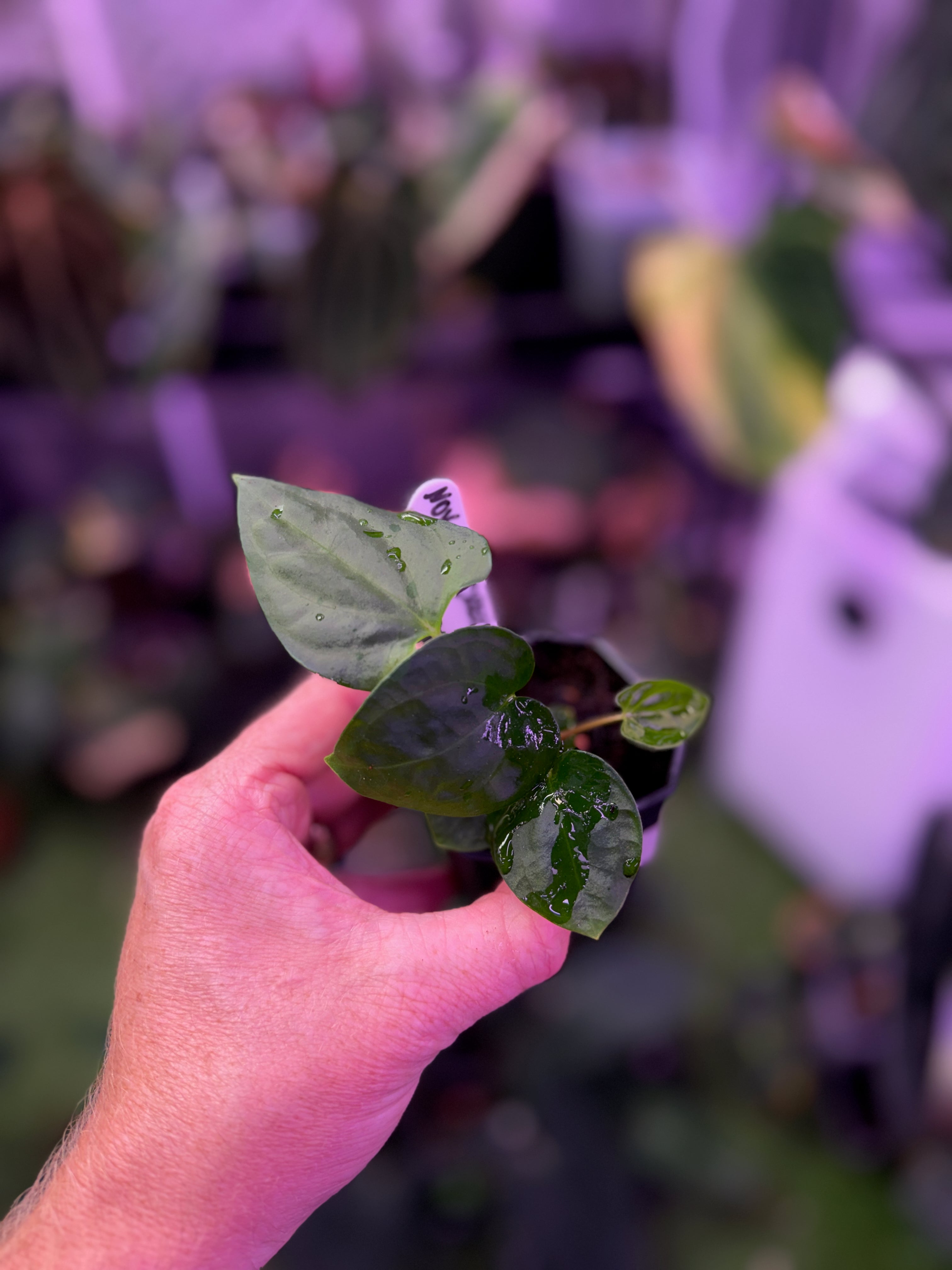 Anthurium sp. nov. DF x (dressleri RG F2 x carlablackiae "Amanada") A