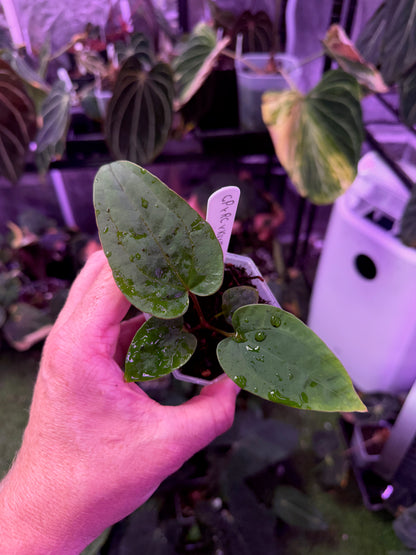 Anthurium "Udaka" x kunaylense RA2 B